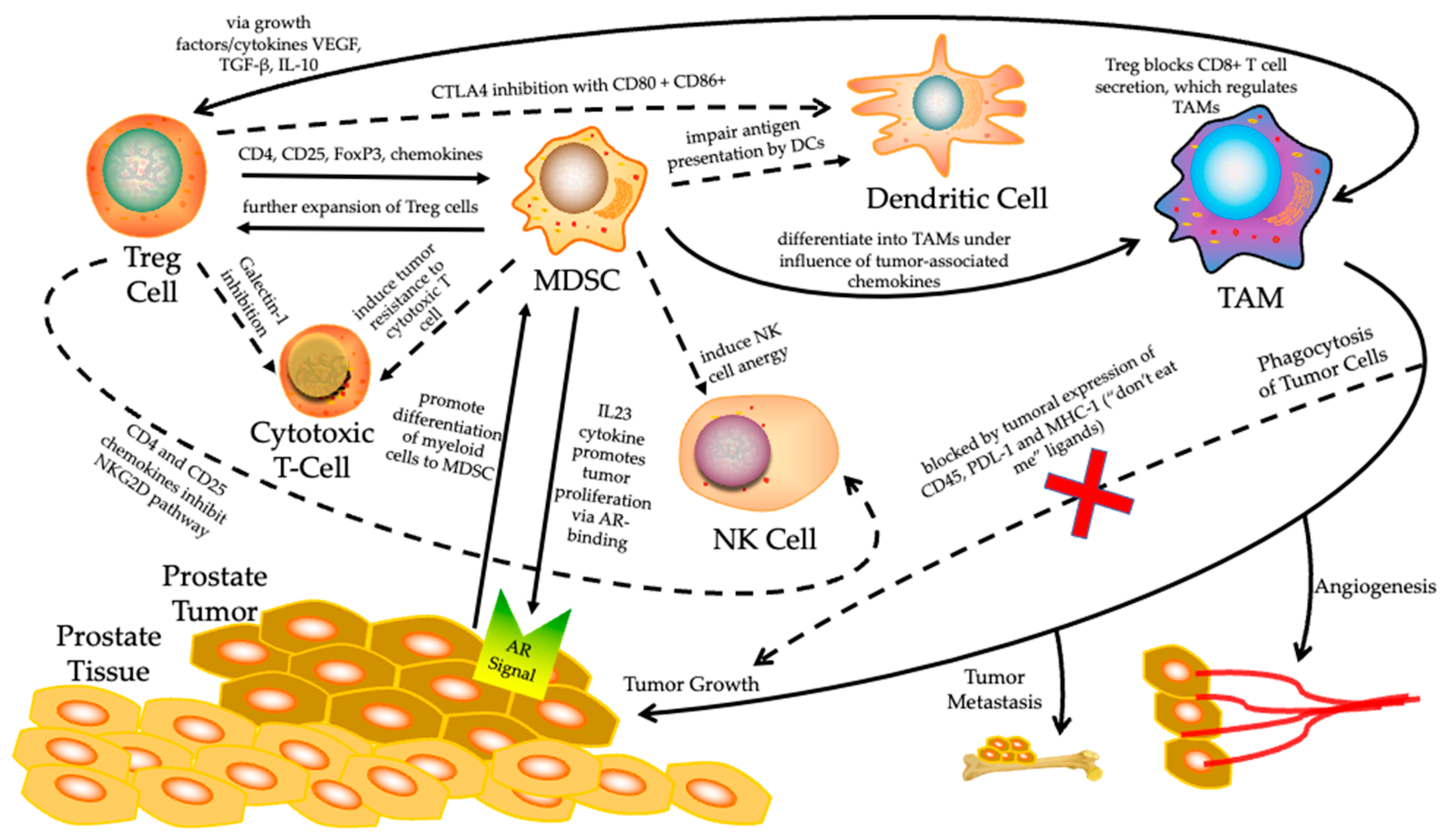 the-immunology-and-therapy-resistant-prostate-cancer-encyclopedia-mdpi