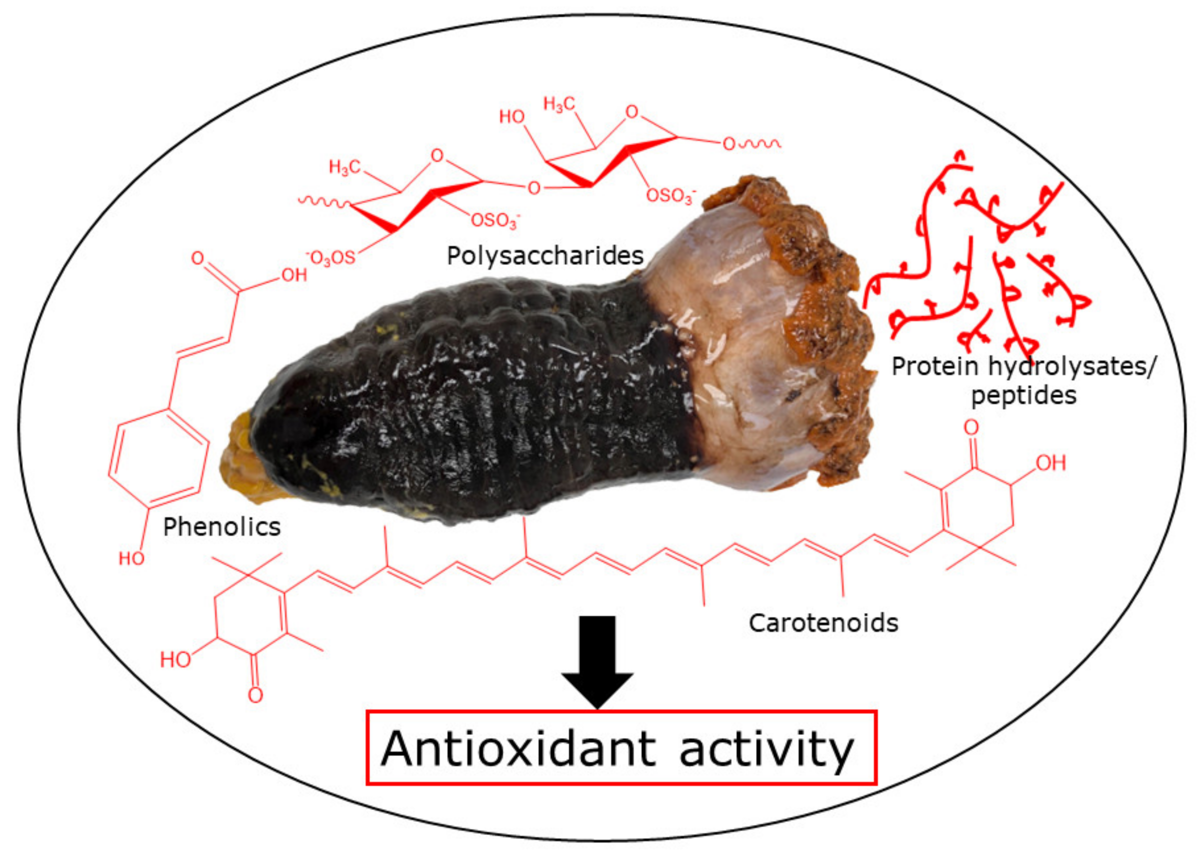 Saponins from Sea Cucumber and Their Biological Activities