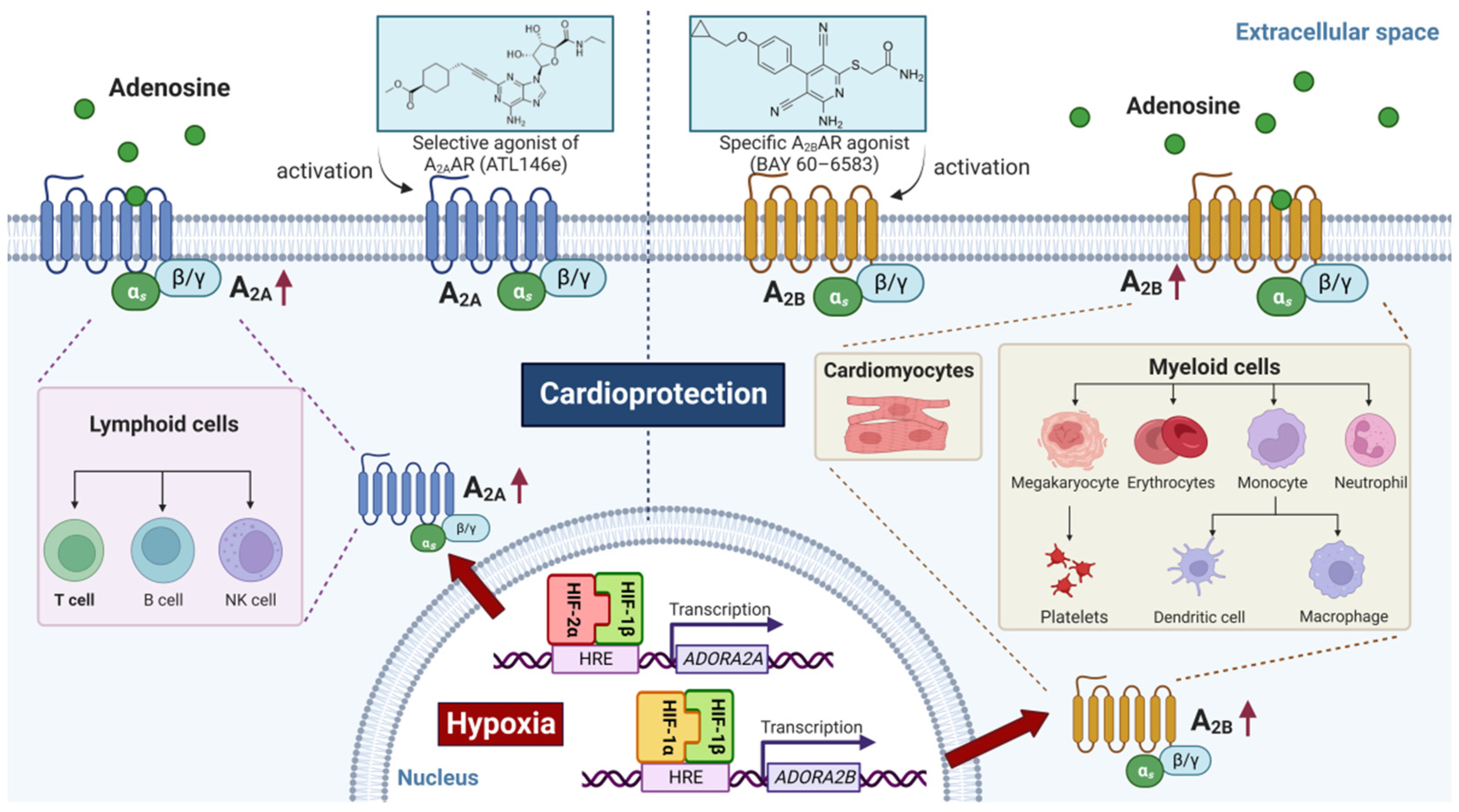 /media/item_content/202208/630582bd52dabbiomedicines-10-01939-g002.png