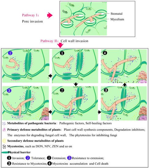 Cells 11 02275 g001 550