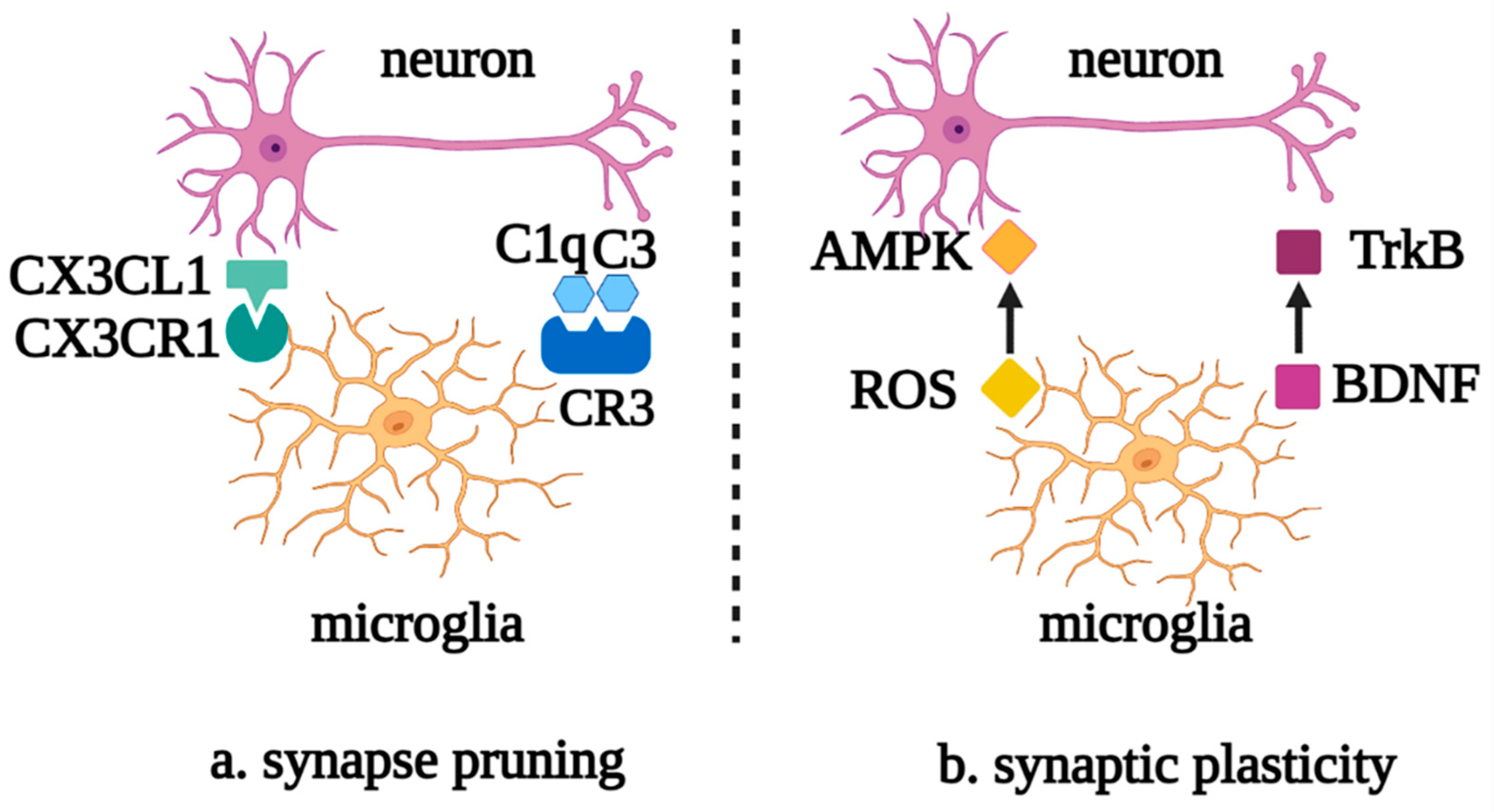 Glial Cells In Physiological And Pathological States Encyclopedia MDPI Glial Cells In Physiological And Pathological States Encyclopedia MDPI