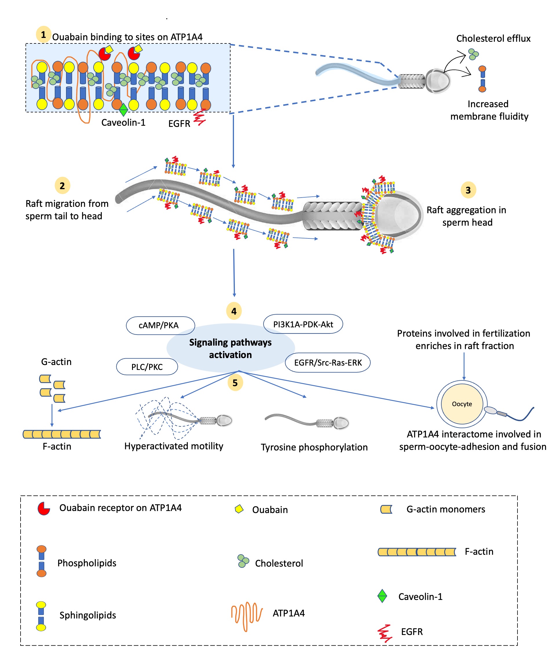 Fig. 1. Schematic diagram of events during ouabain-induced signaling during bovine sperm capacitation. 1) Ouabain binding to its sites on ATP1A4 induces capacitation, where ATP1A4 interacts with caveolin-1 and EGFR in the raft fraction. 2) Simultaneous sperm surface alterations such as cholesterol efflux and increased membrane fluidity result in sequential raft migration from sperm tail to head. 3) Consequently, there is raft aggregation in the post-acrosome and equatorial segment of the sperm head enriching proteins involved in fertilization events and providing a platform for signaling molecules to activate downstream effects. 4) Various signaling pathways are activated and polymerize G-actin to F-actin with concomitant tyrosine phosphorylation of proteins and sperm hyperactivation. 5) ATP1A4 interactome on sperm surface interacts with zona pellucida to facilitate sperm-oocyte adhesion and fusion.