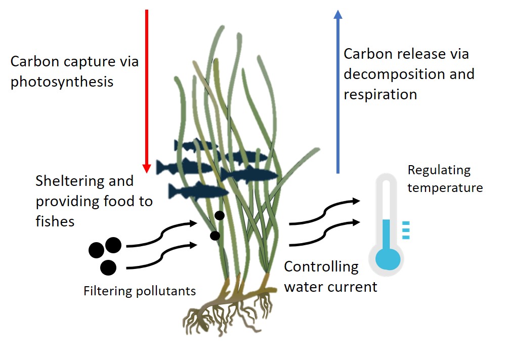 Figure 1. The role of seagrass in aquatic ecosystem. Seagrass can capture and release carbon, control water current, regulate water temperature, and provide shelter and foods for aquatic animals.