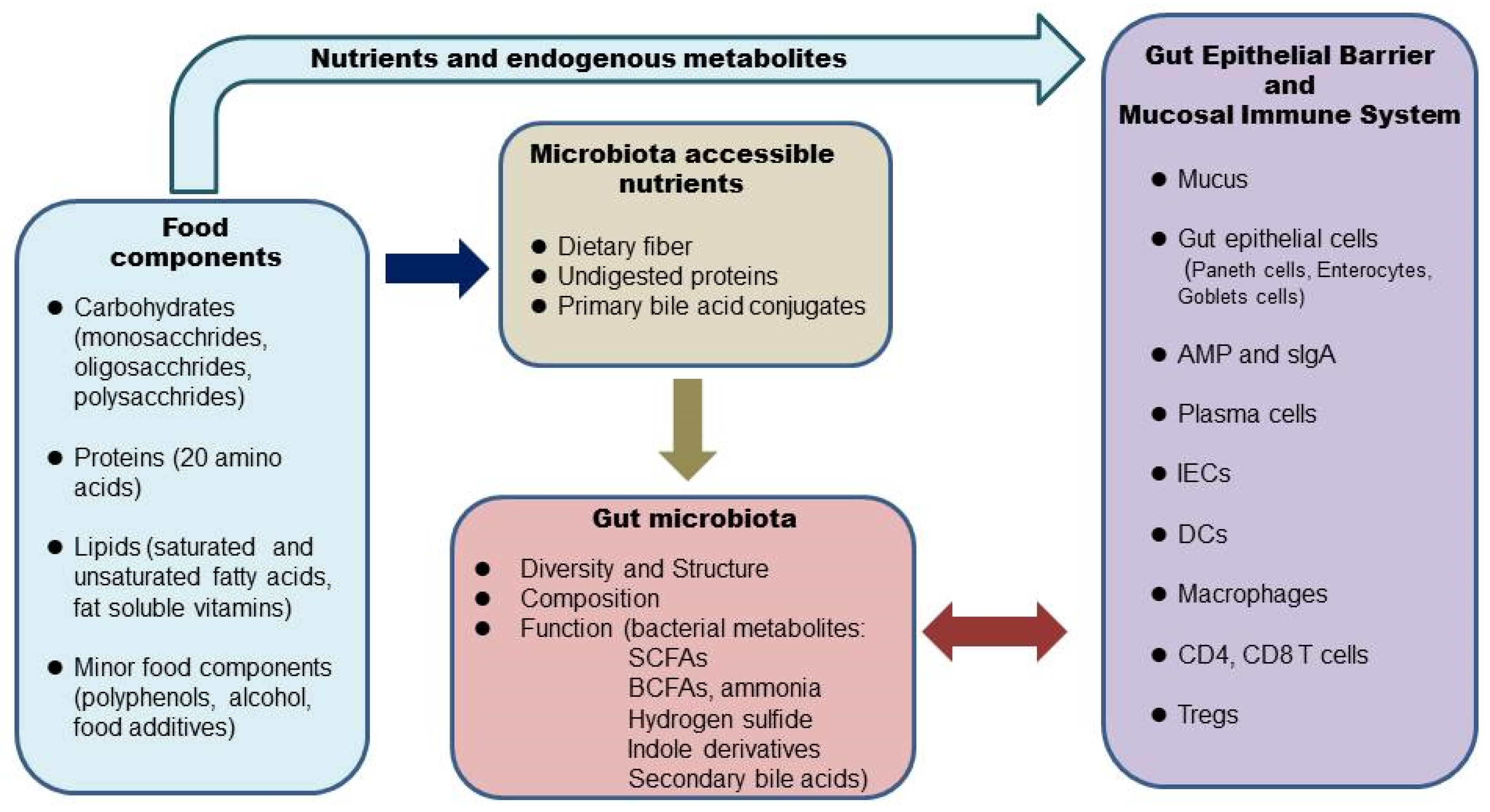 diet-the-microbiome-and-the-intestinal-health-encyclopedia-mdpi