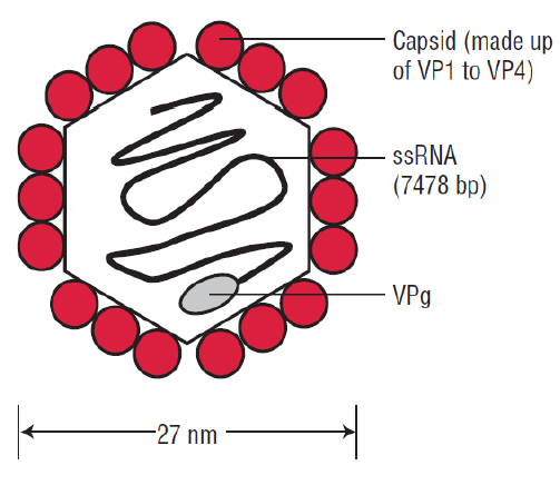 polio cell structure