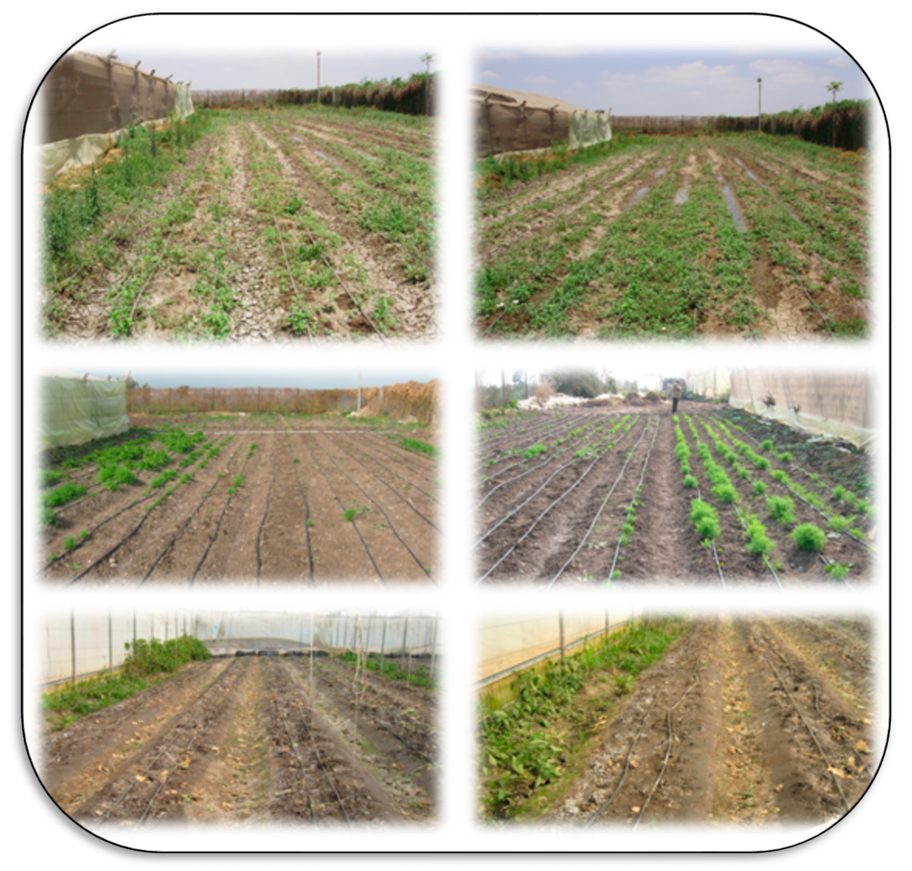 Plants 11 02392 g008