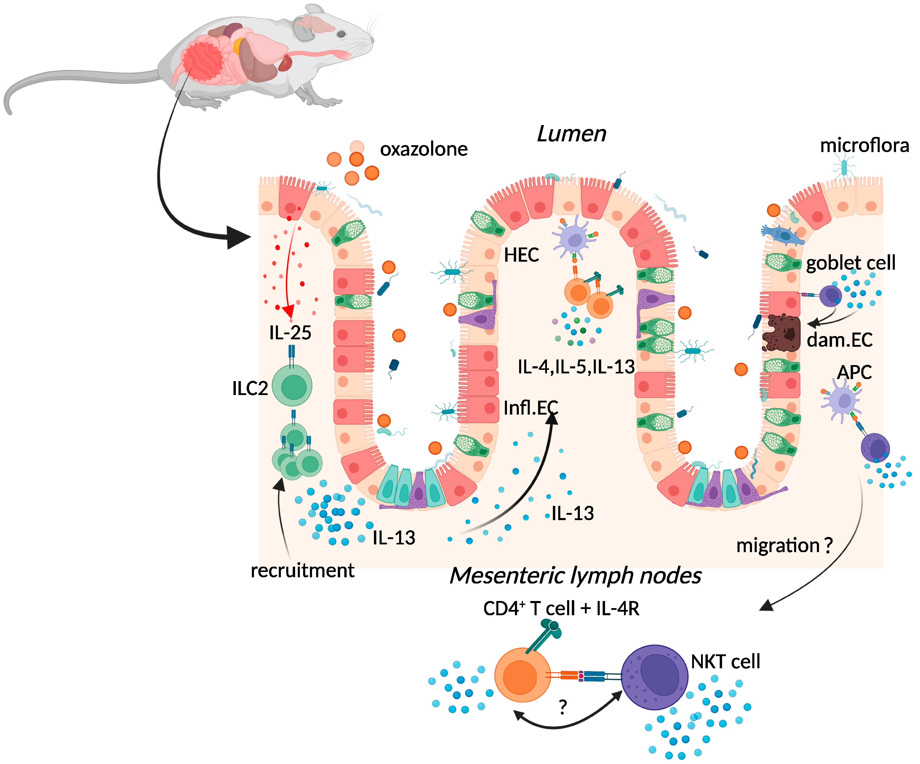 pre-clinical-murine-models-of-colitis-encyclopedia-mdpi