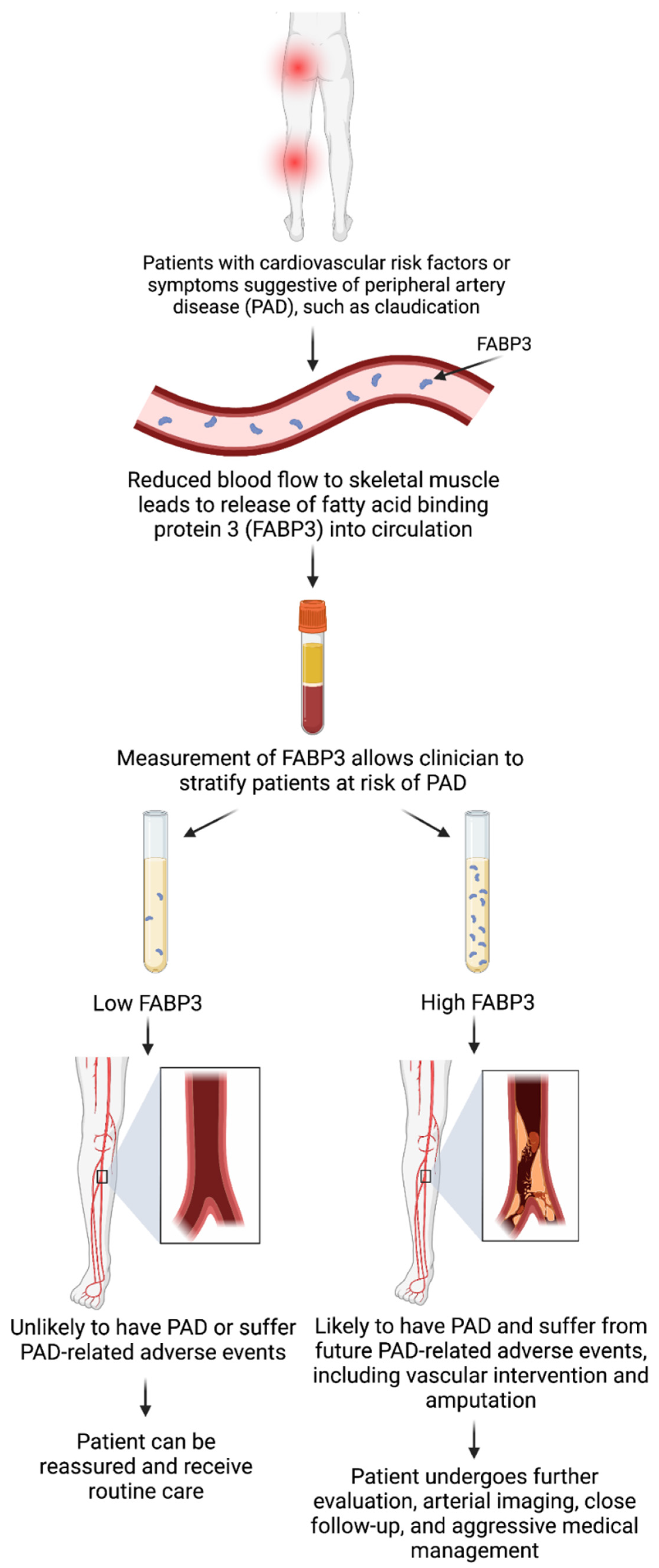 Fatty Acid Binding Protein 3 In Cardiovascular Diseases | Encyclopedia MDPI