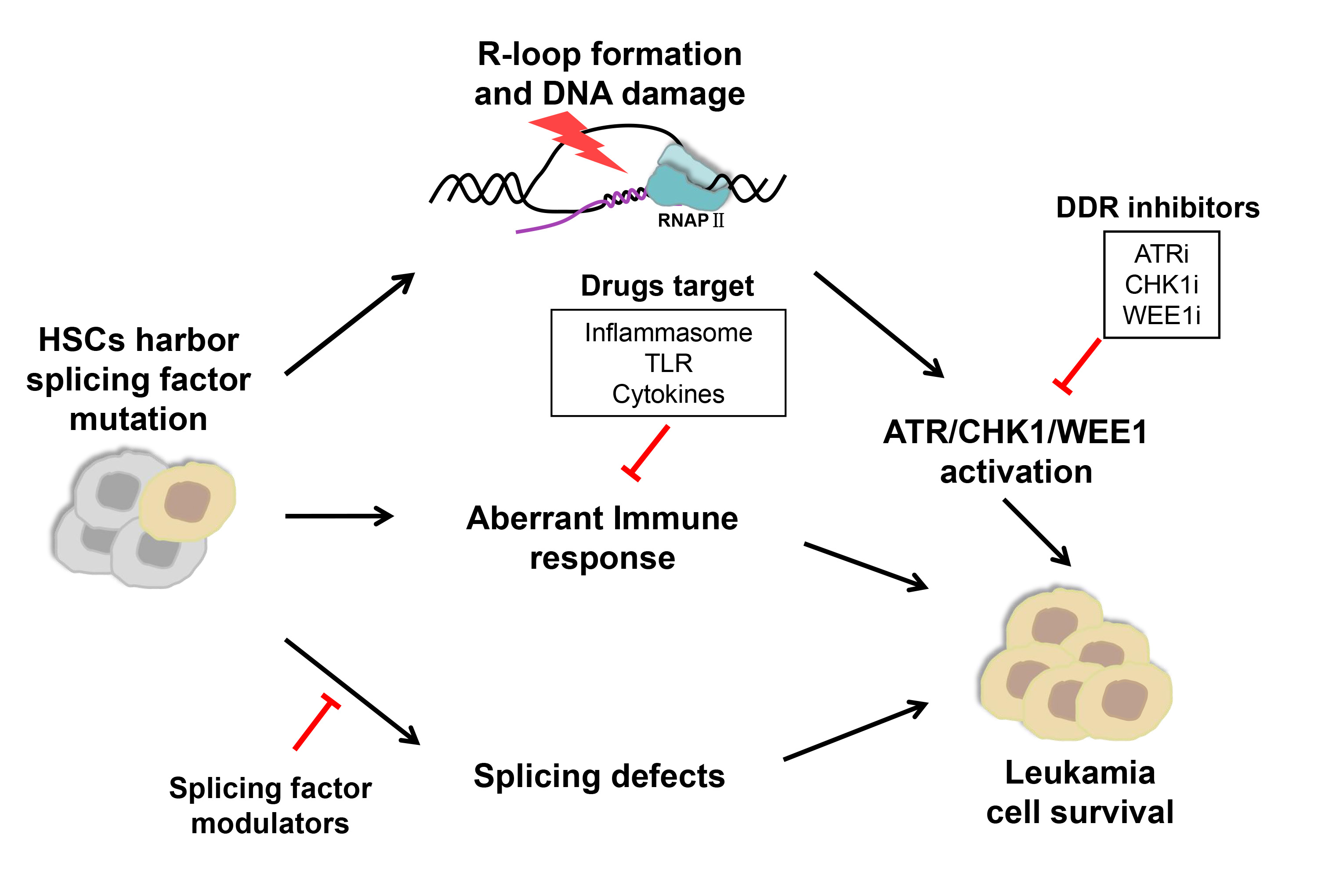 Figure 1. Approaches to targeting splicing factor mutations in splicing factor-mutant myelodys-plastic syndromes/acute myeloid leukemia. Cells harboring splicing factor mutations have increased R loops and dysregulation of innate immune and inflammatory pathways. The elevated R-loop formation results in activation of the ATR signaling pathway and DNA-damage response. Leu-kemic cells harboring splicing factor mutations preferentially respond to ATR/CHK1/WEE1 inhi-bition and immune targeting agents (Inflammasome, Cytokines). In addition, cells with splicing factor mutations are more sensitive to splicing modulators that selectively inhibit SF3B1, RBM39, and arginine methyltransferase (PRMT) activity.