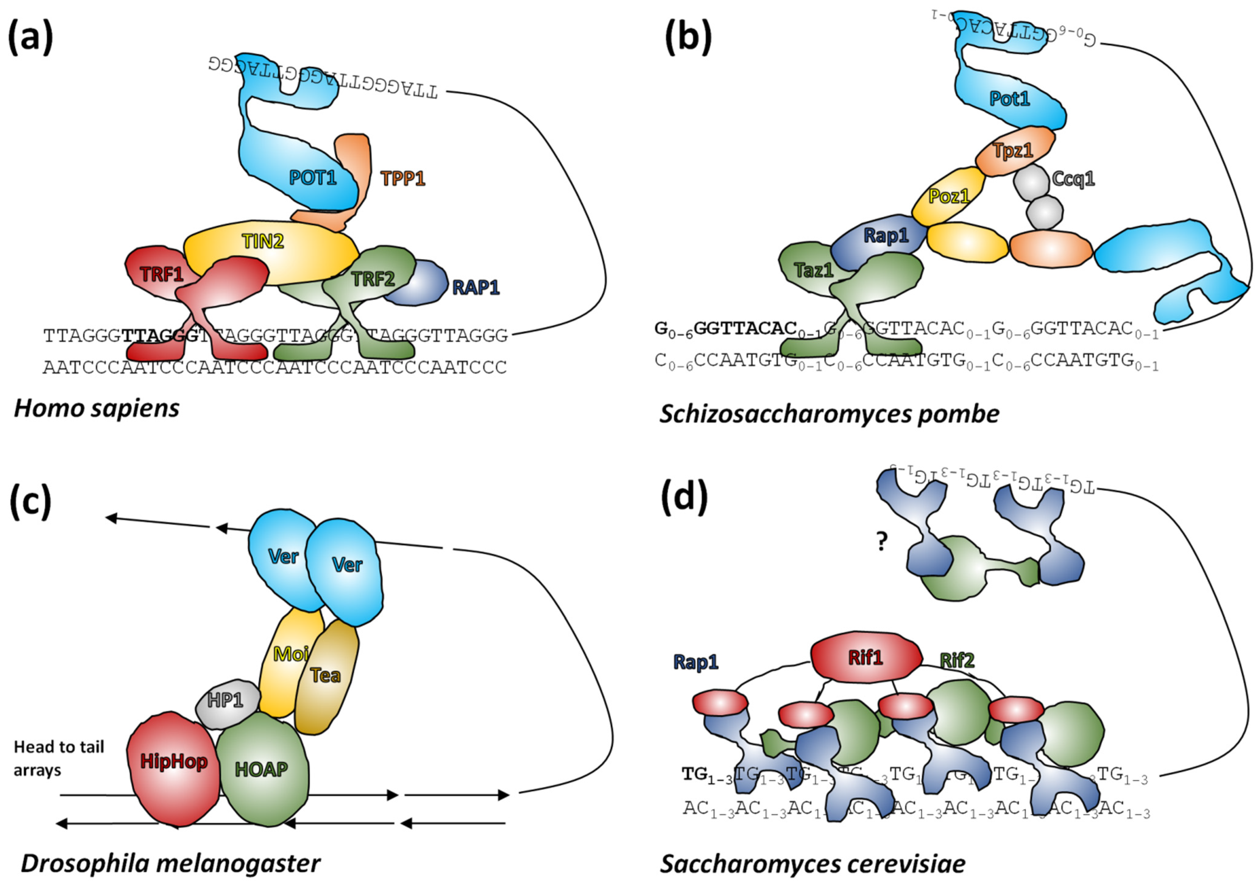 Genes 13 01663 g005 550