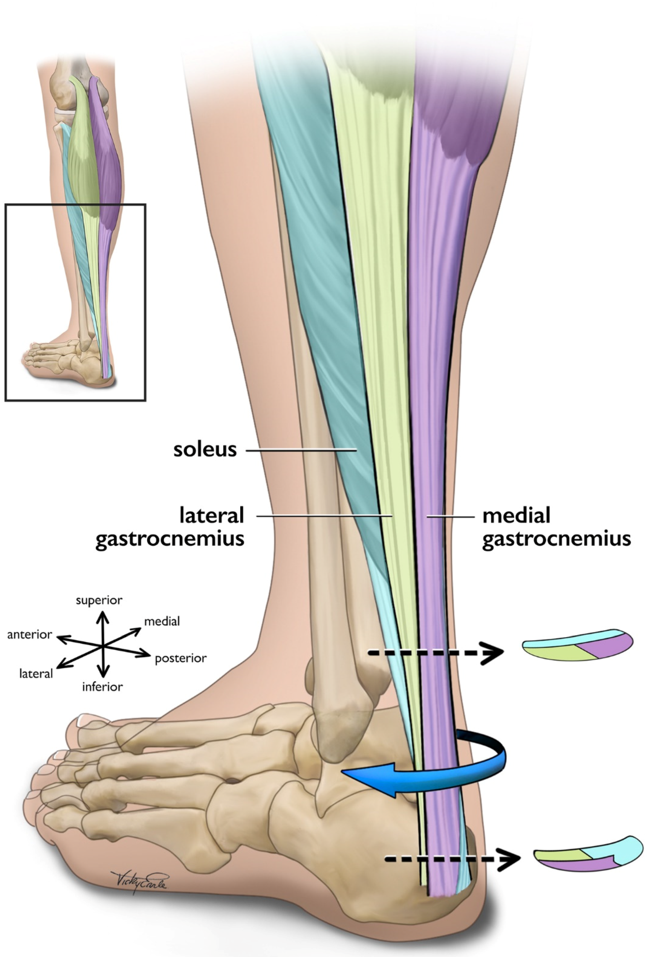 Anatomy Of The Achilles Tendon Achilles Tendon Anatomy Anatomy Of The Achilles Tendon Achilles Tendon Anatomy