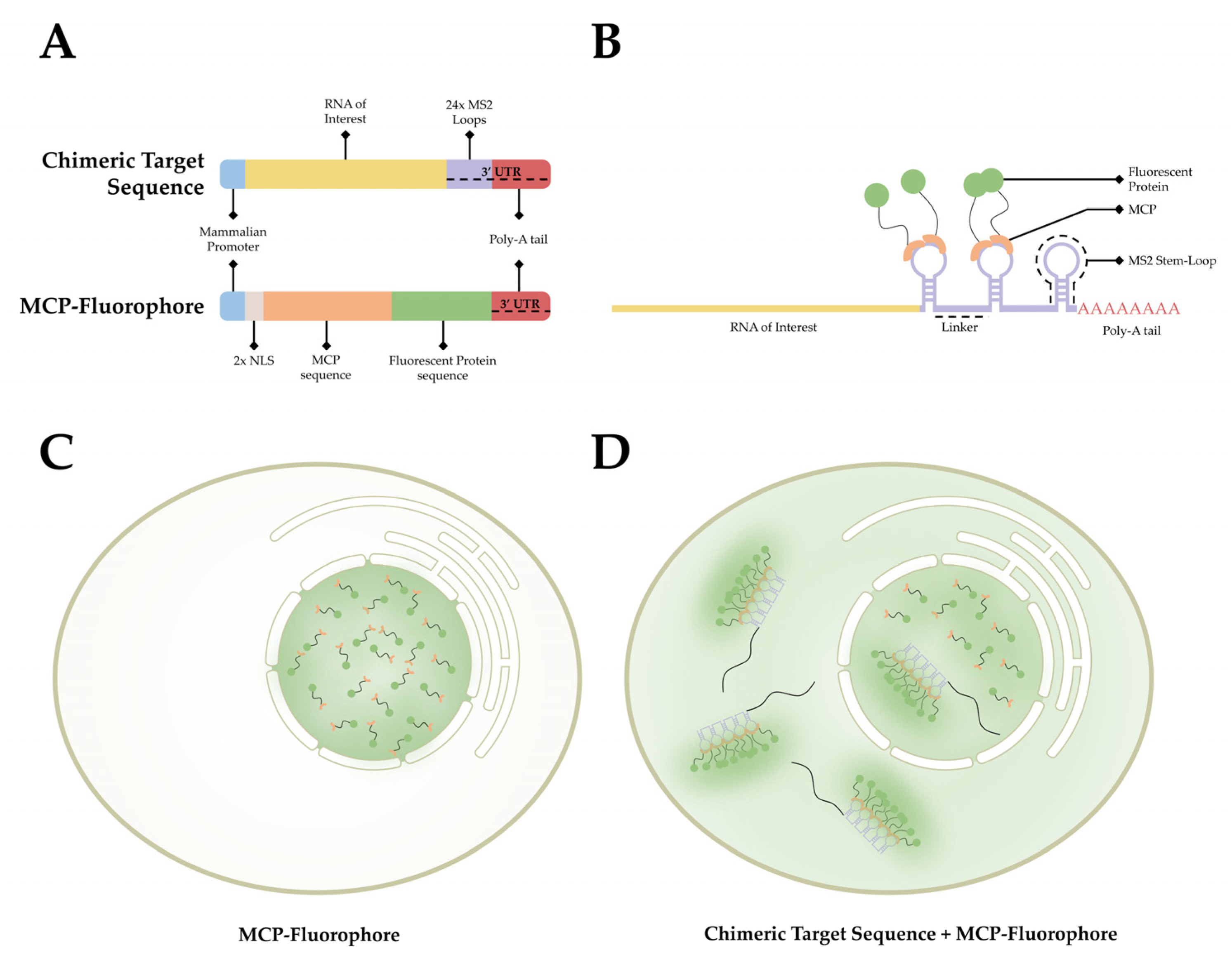 /media/item_content/202210/63410473cbba2cells-11-03079-g003.png