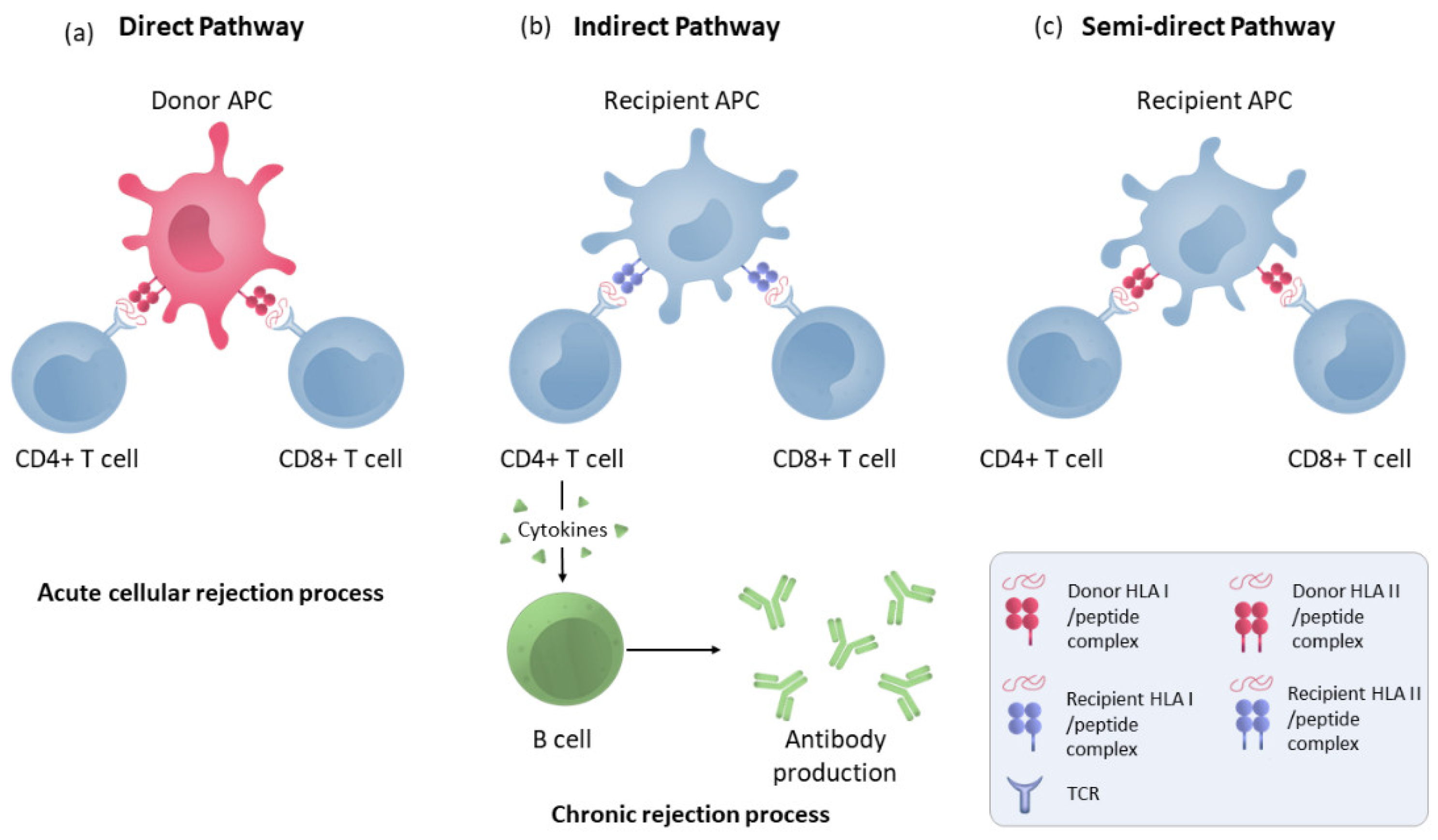 Immuno 02 00035 g001