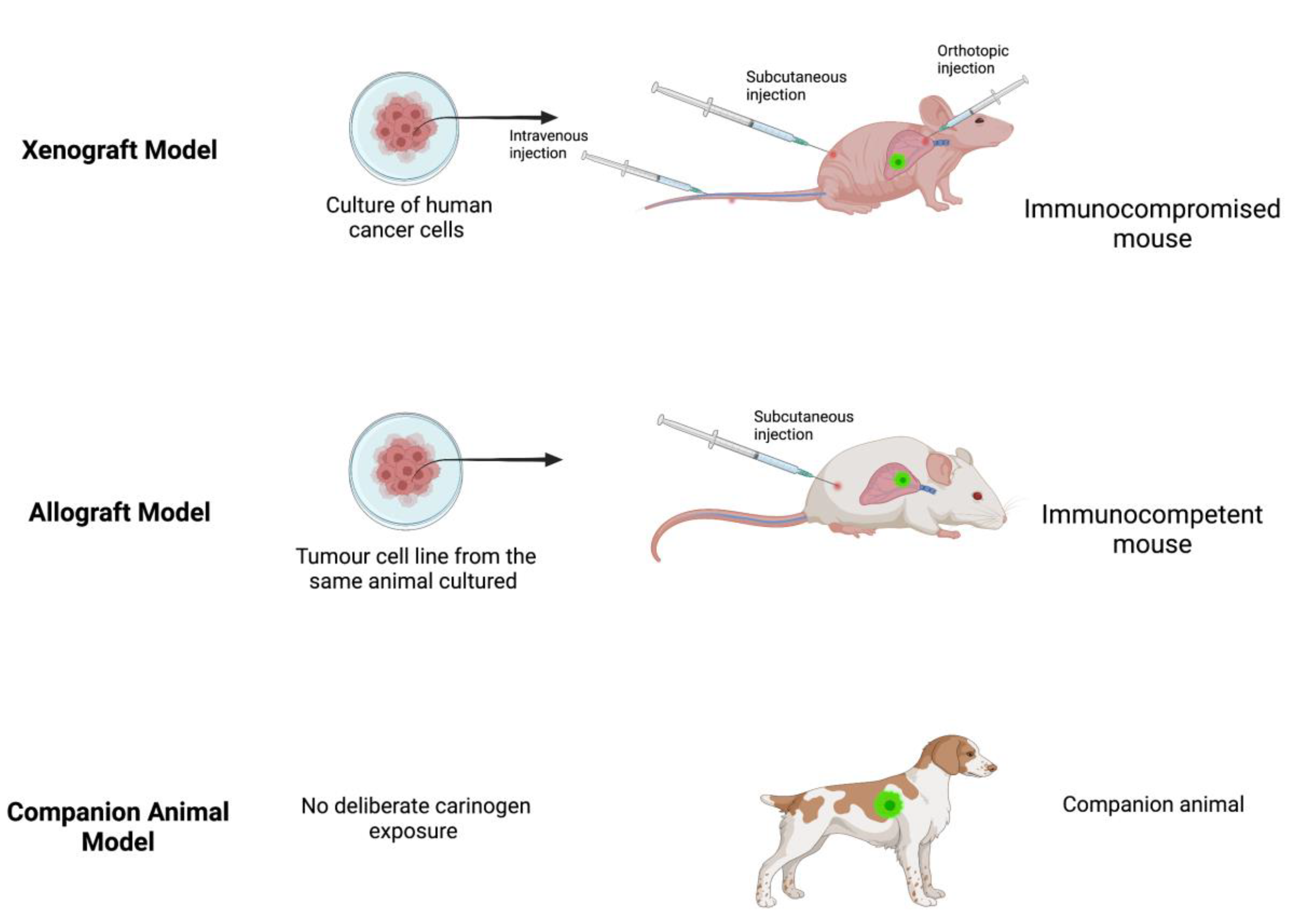 Xenograft Model in Animal Models of Cancer | Encyclopedia MDPI
