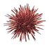 Red sea urchin 2.jpg
