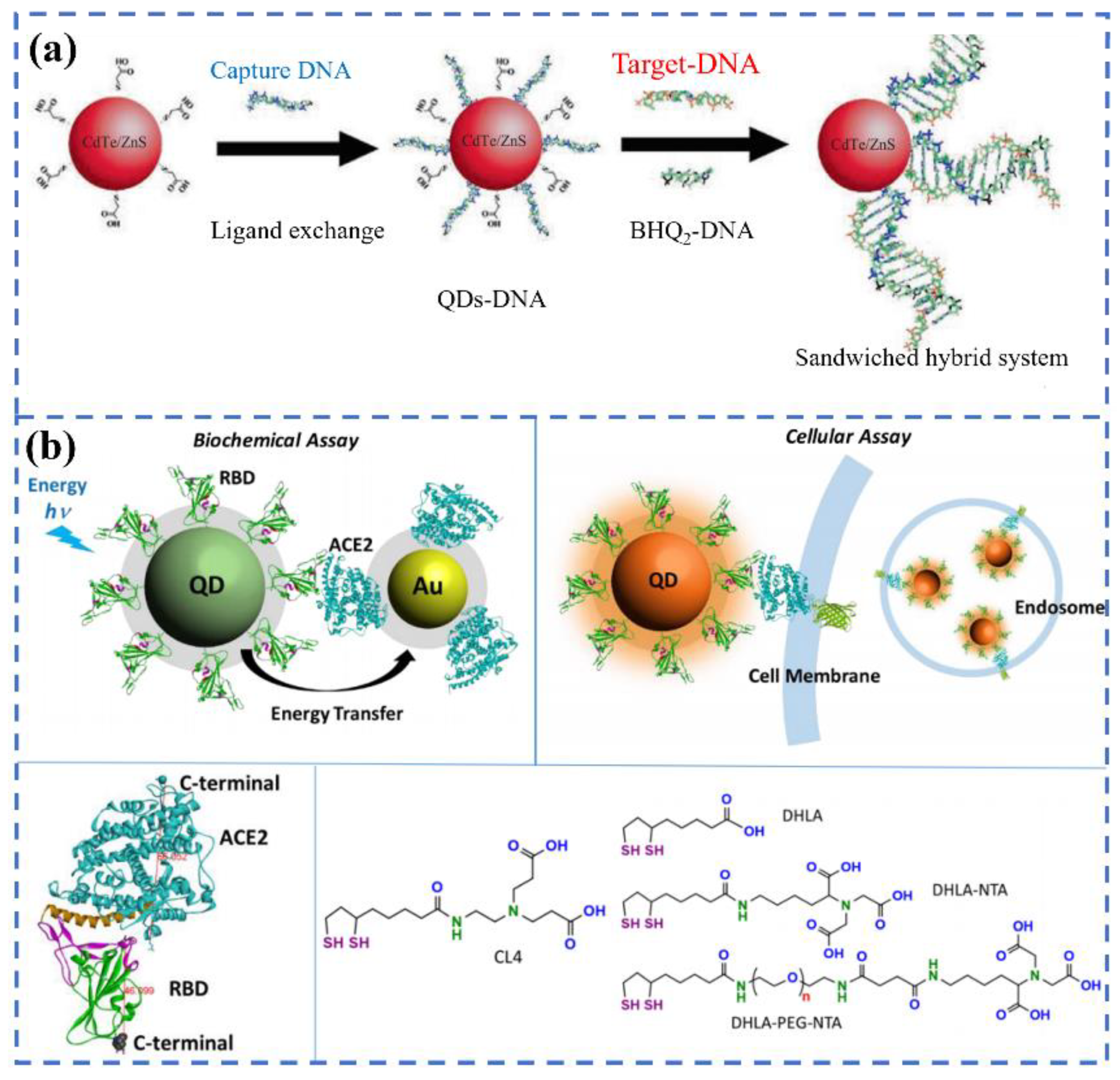 Biosensors 12 00862 g002
