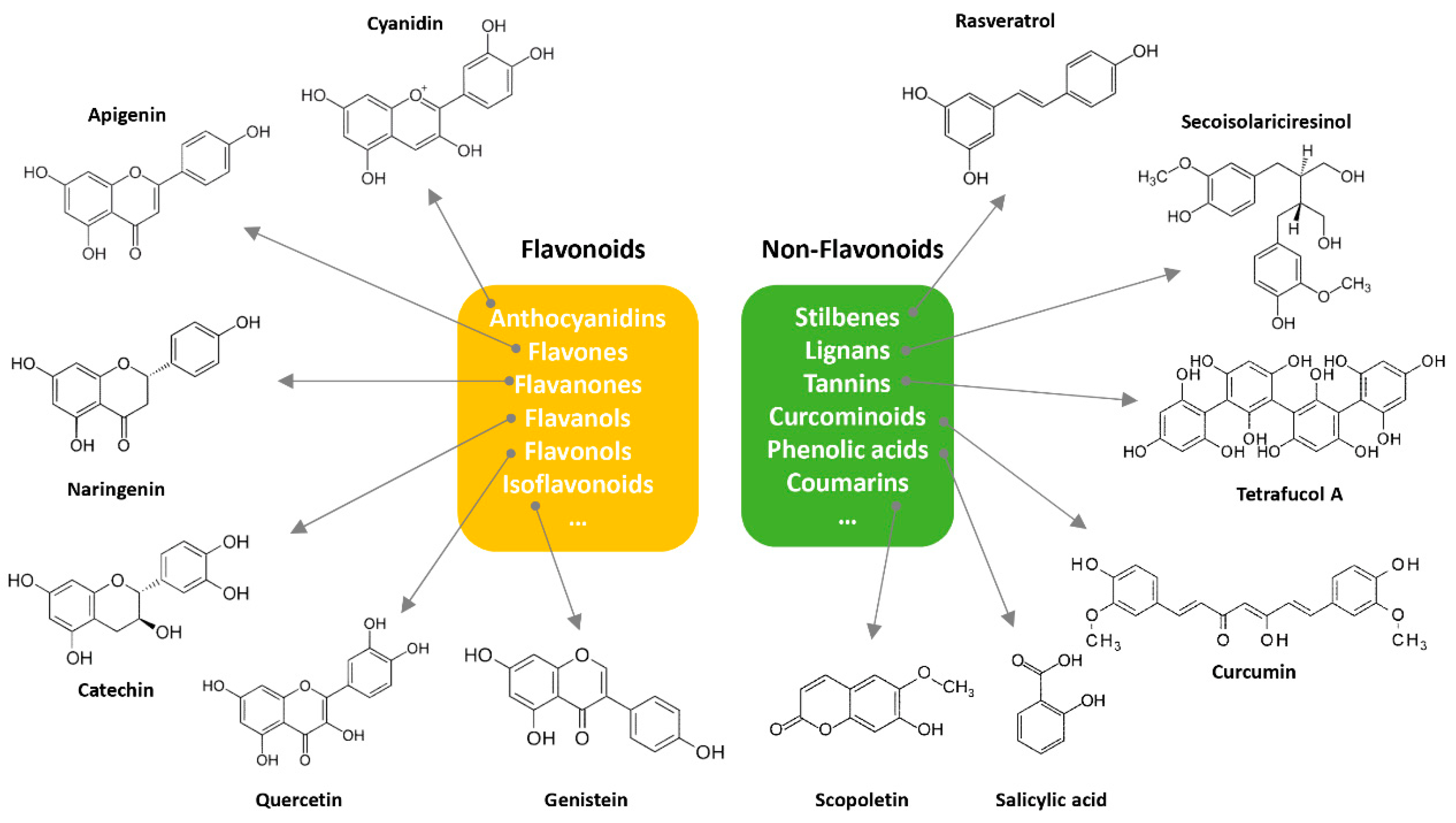 Polyphenols in Metabolic Diseases Encyclopedia MDPI