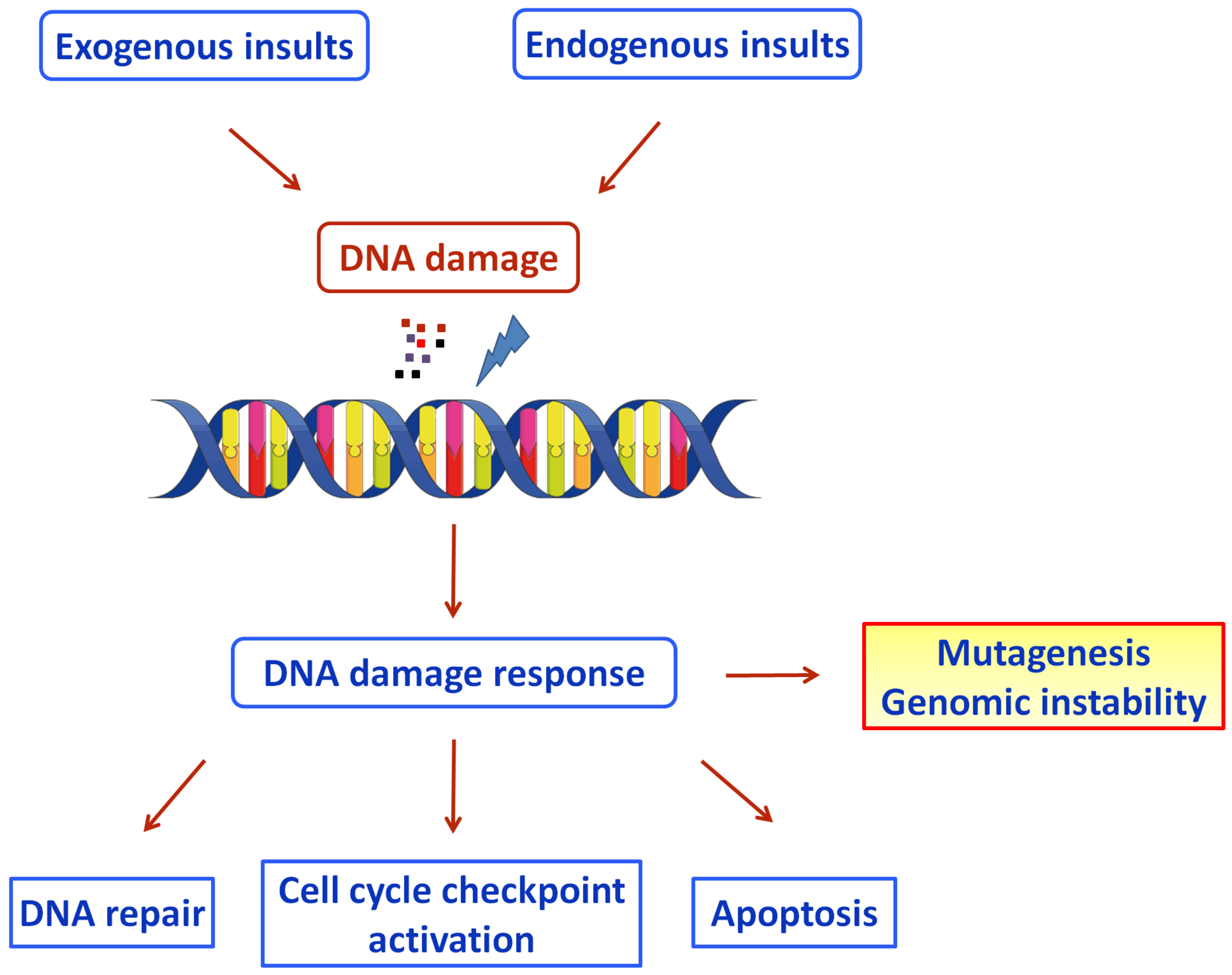 DNA Damage Response And COVID Encyclopedia MDPI