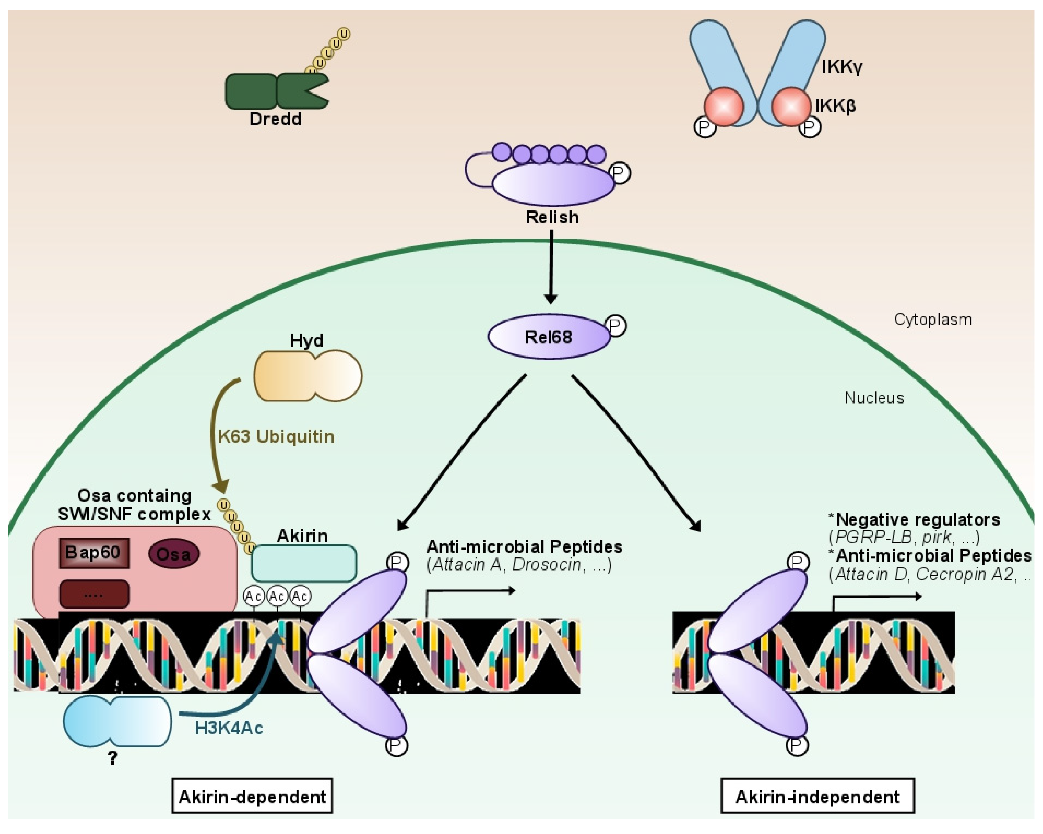 Biomedicines 10 02304 g002 550