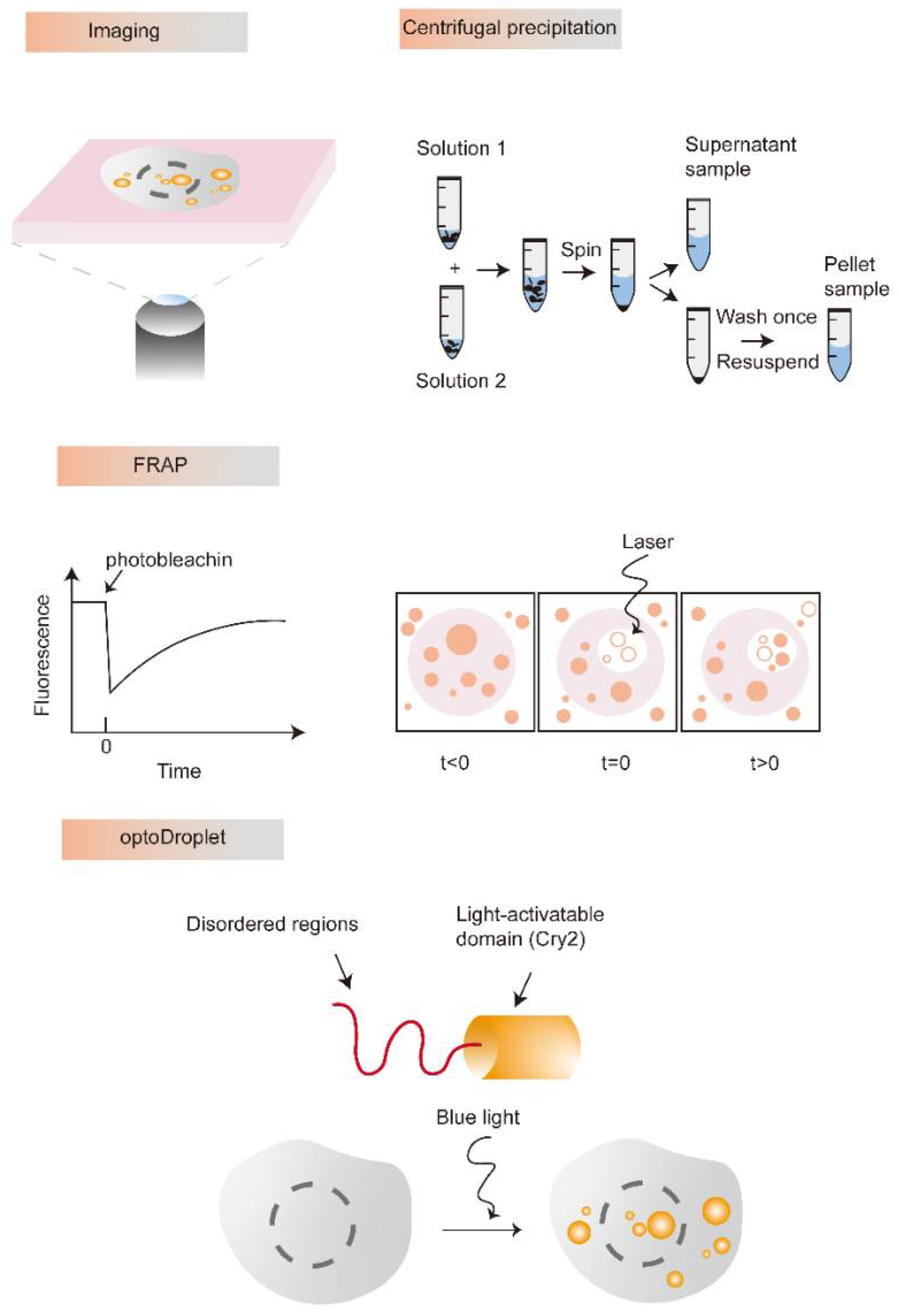 Liquid–Liquid Phase Separation In Metabolic Diseases | Encyclopedia MDPI