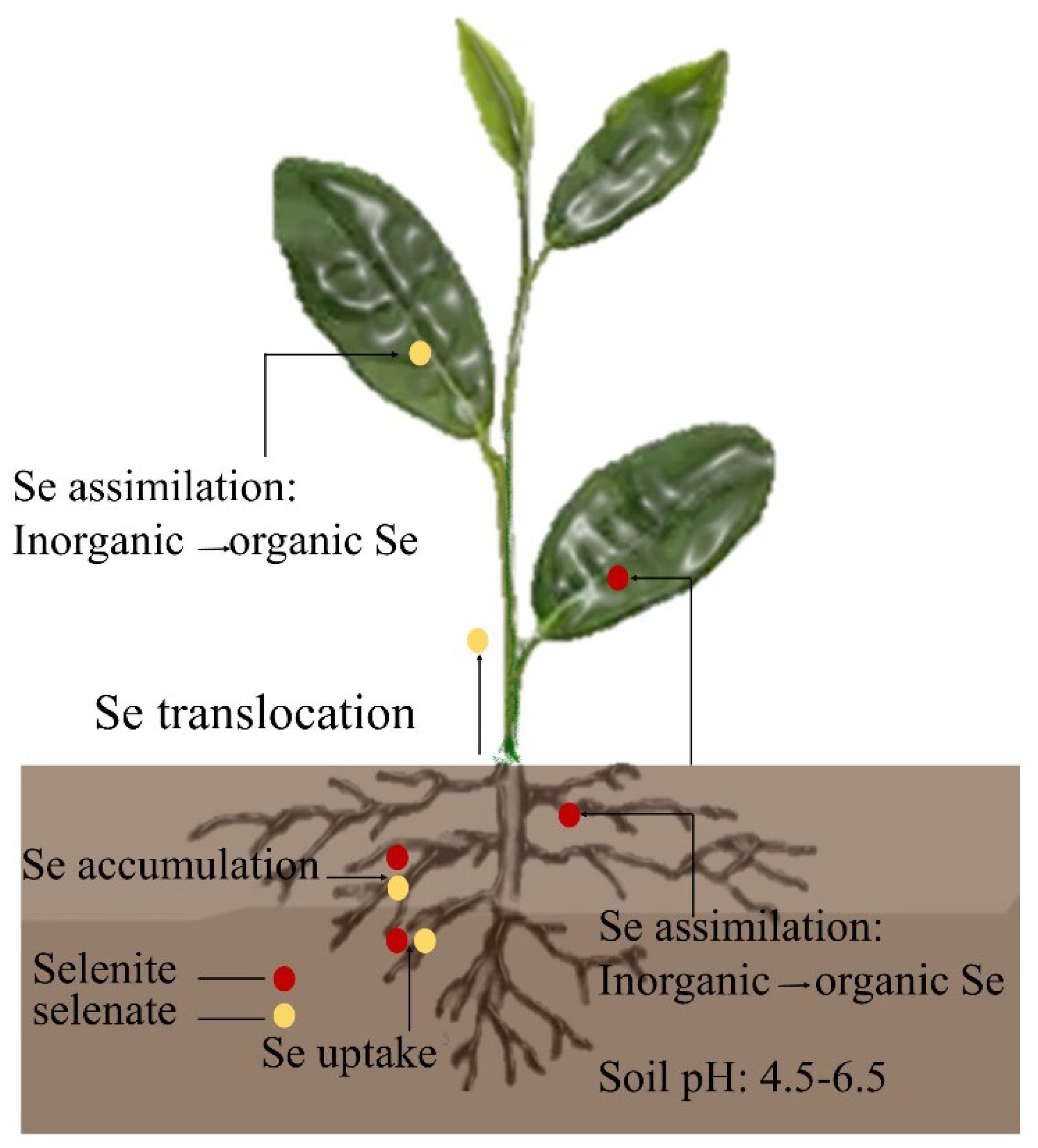 Selenium the Growth of Tea Plants |