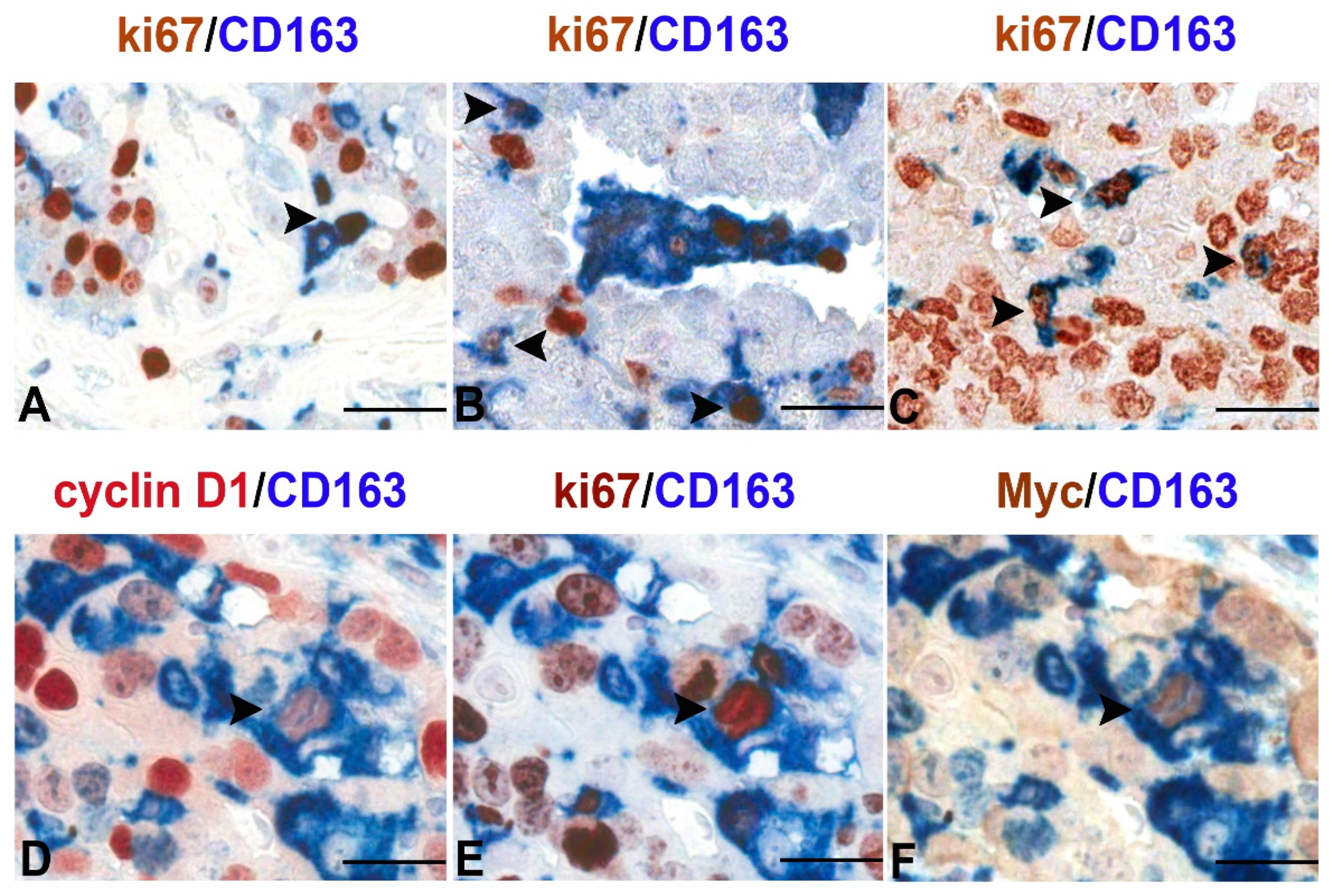 Biomedicines 10 02709 g001