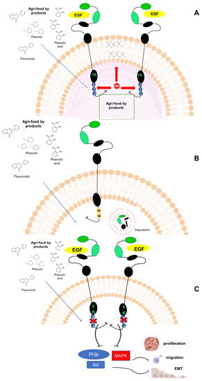 Cancers 14 05517 g006 550