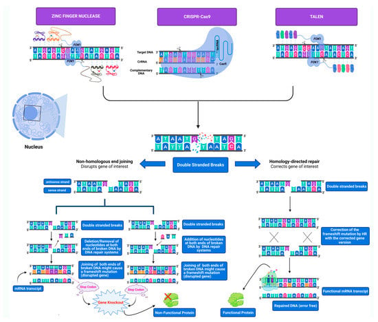 Disease Modeling and Gene Therapy Using CRISPR-Cas9 | Encyclopedia MDPI