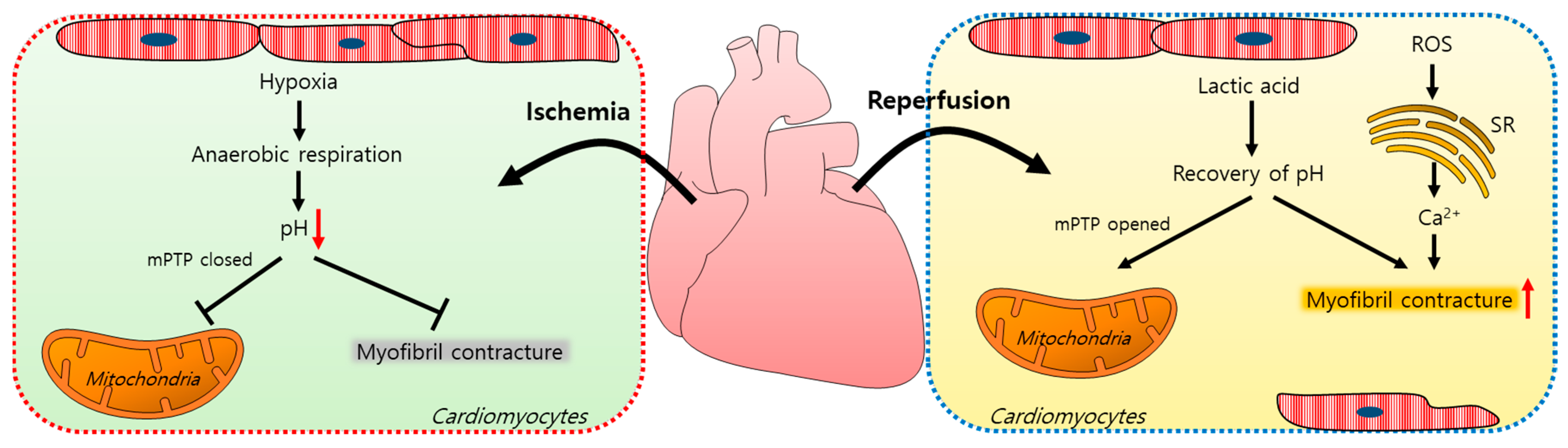 /media/item_content/202212/639ac9cbdc26dantioxidants-10-01878-g001.png