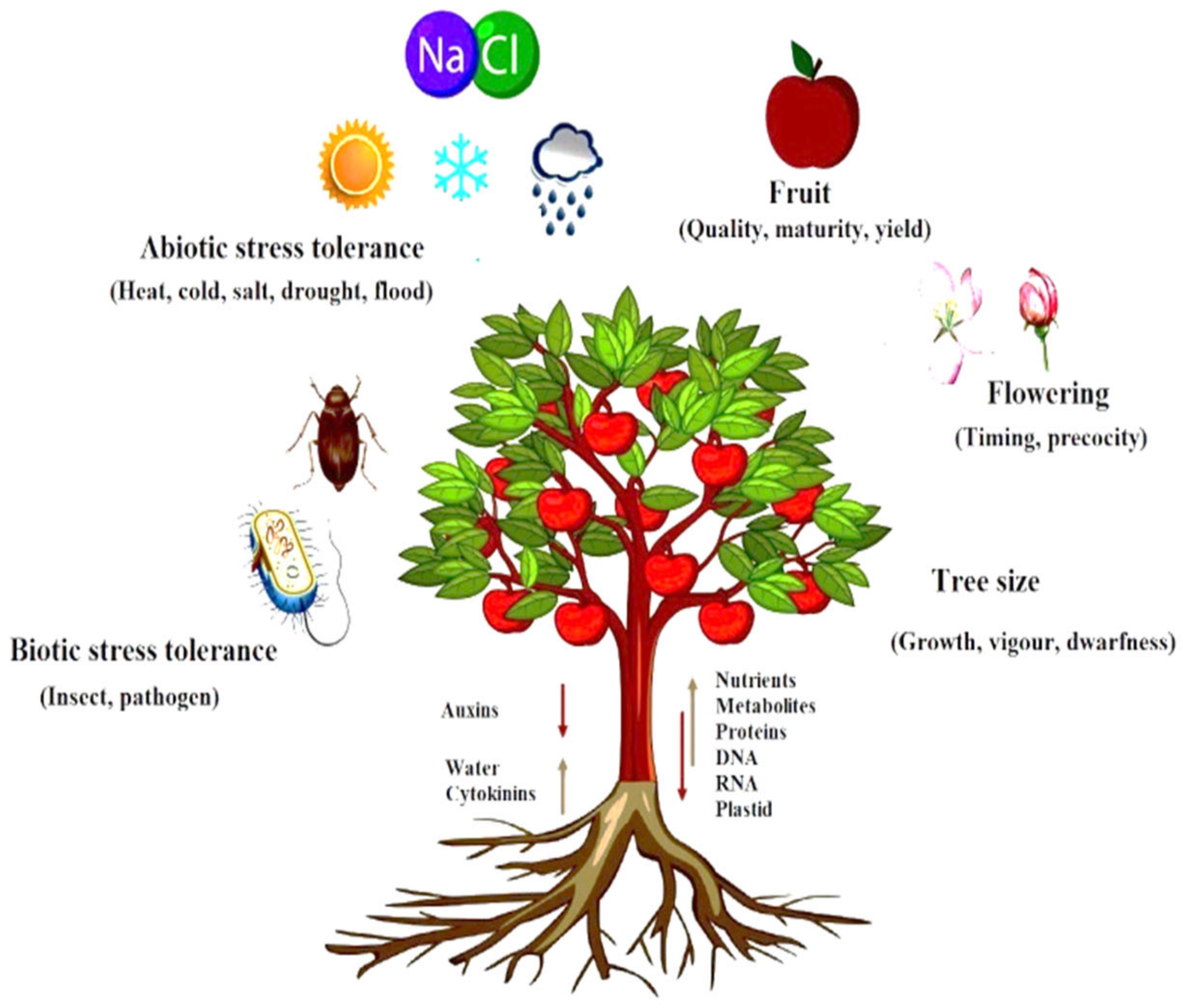 molecular-mechanism-between-scion-and-rootstock-encyclopedia-mdpi