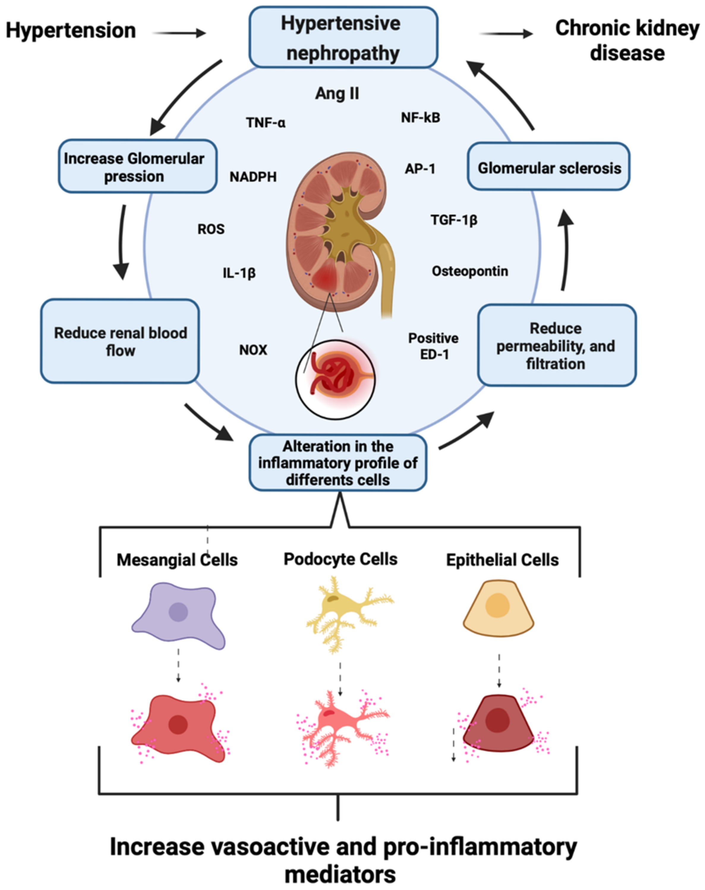 Chronic Kidney Disease Pathophysiology