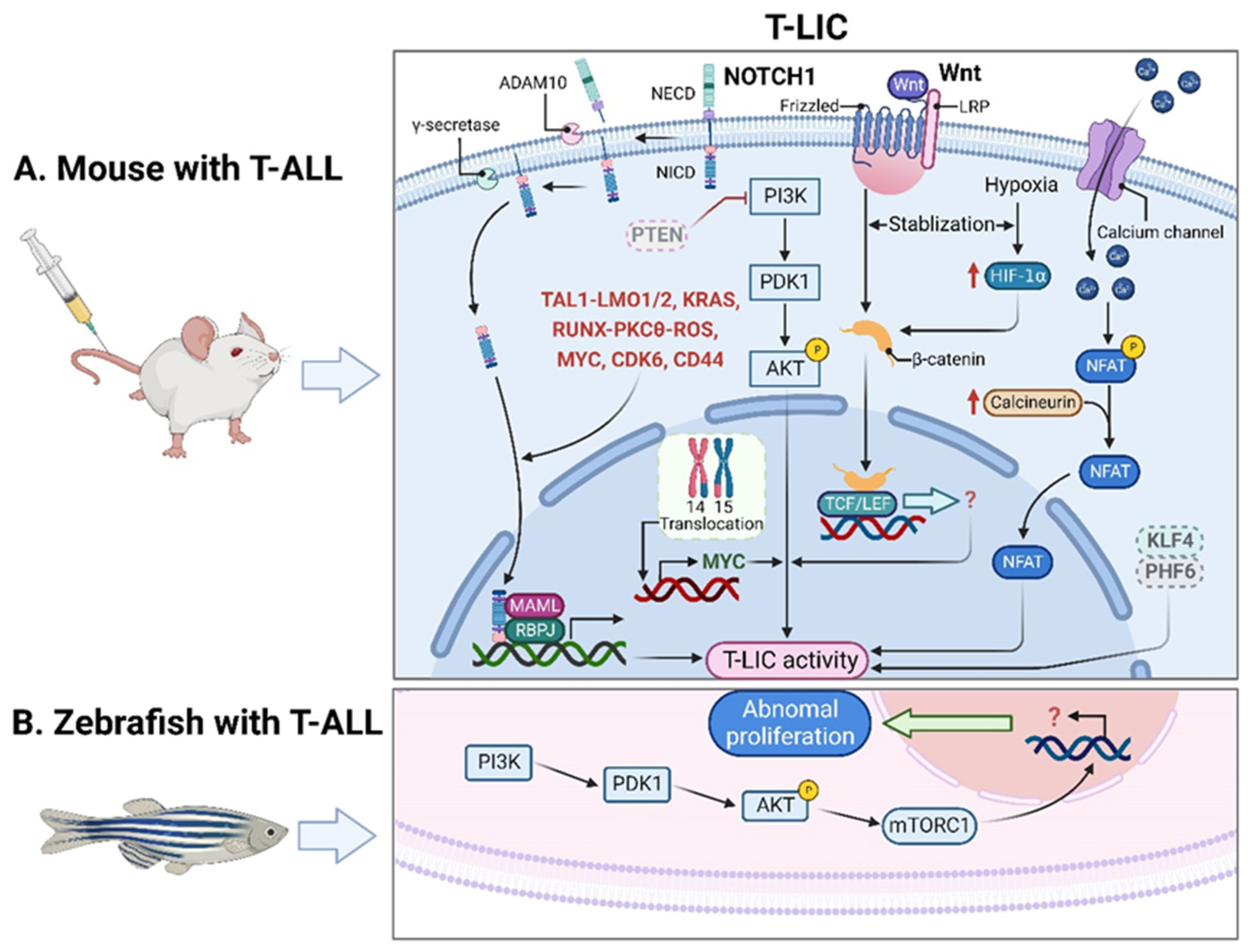 Leukemia-Initiating Cells and Leukemic Niches in T-ALL