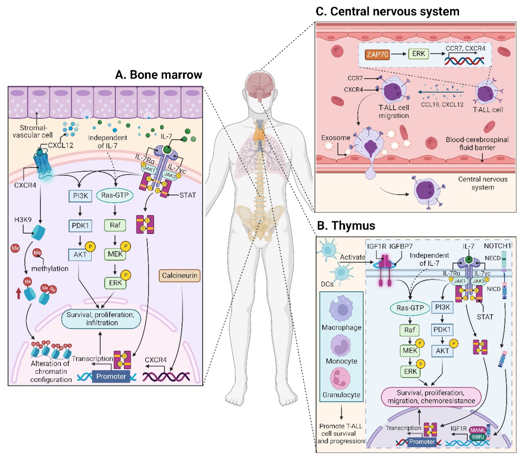 /media/item_content/202212/63a51b6cd983fcancers-14-05655-g002.png