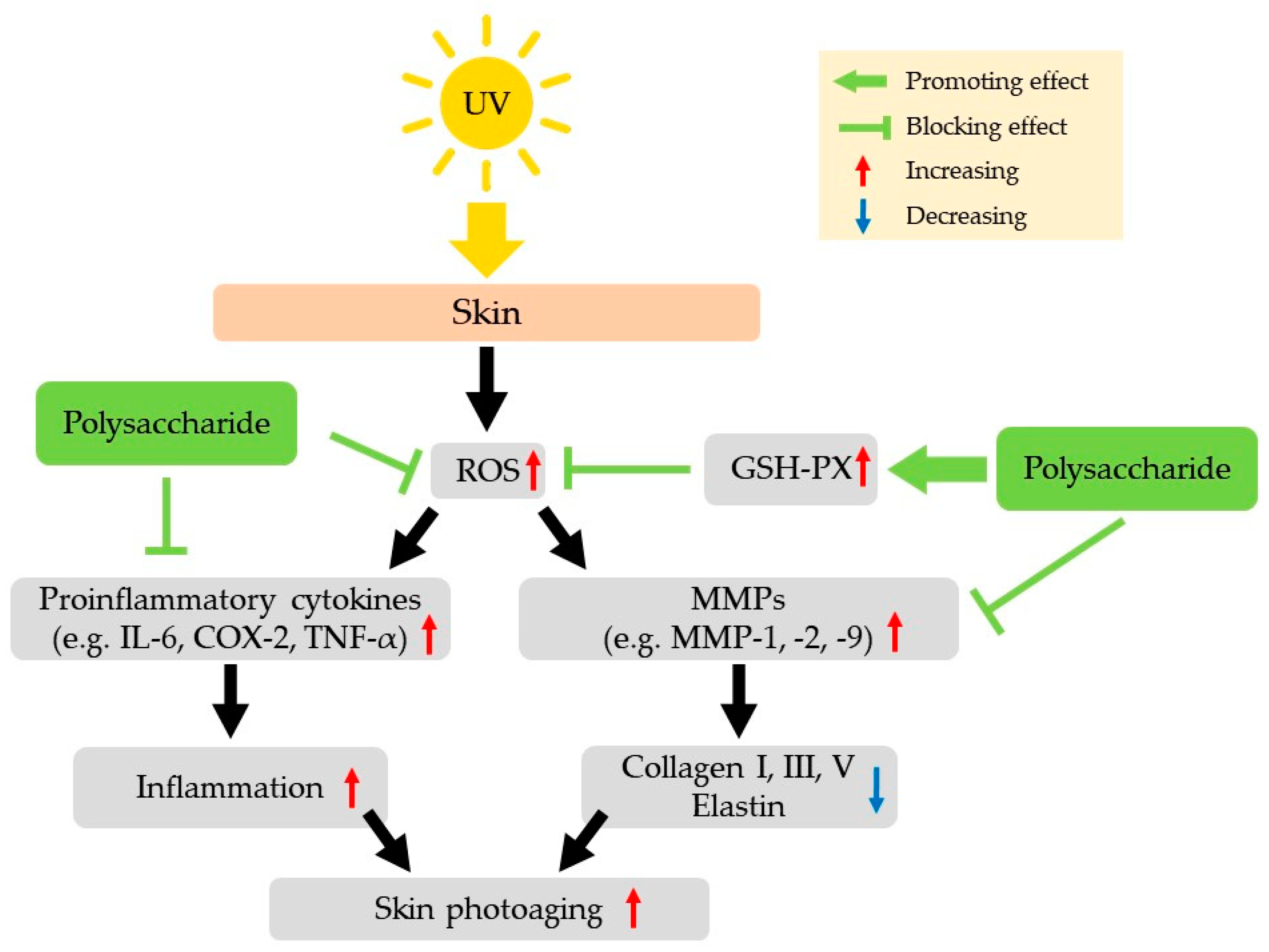 /media/item_content/202212/63a51dd9a2106polysaccharides-03-00048-g001.png