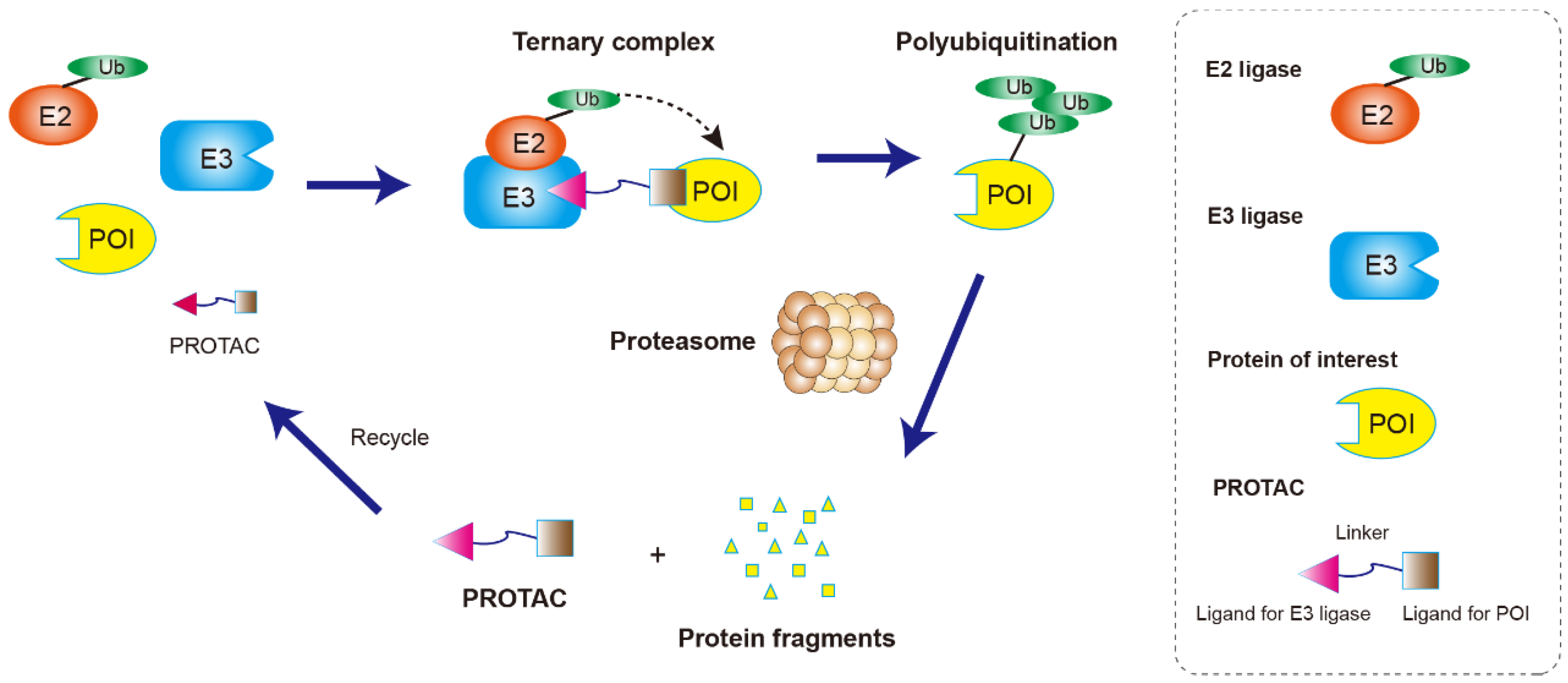 Structure Character and Mechanism of PROteolysis TArgeting Chimeras ...