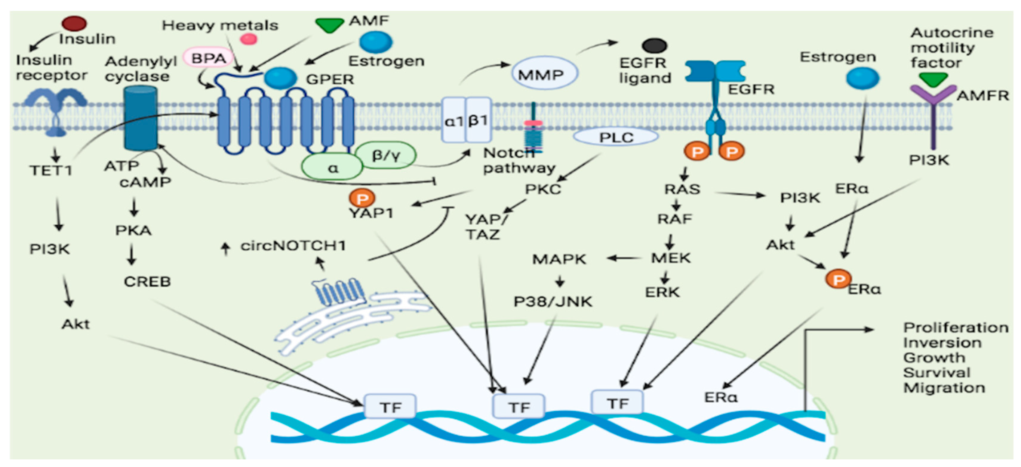 The G Protein Coupled Estrogen Receptor System In Various Malignancies