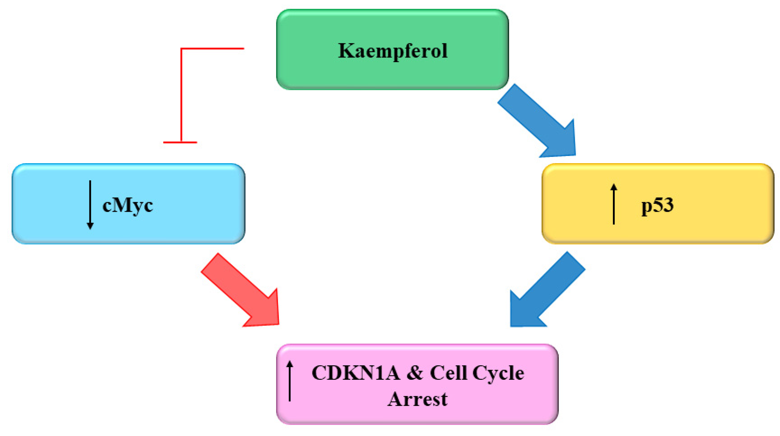 Major Mechanisms of Kaempferol in Management of Cancer | Encyclopedia MDPI