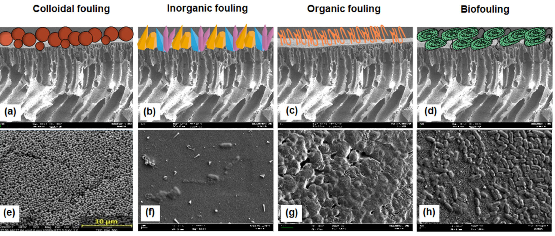 Membranes 12 01276 g001