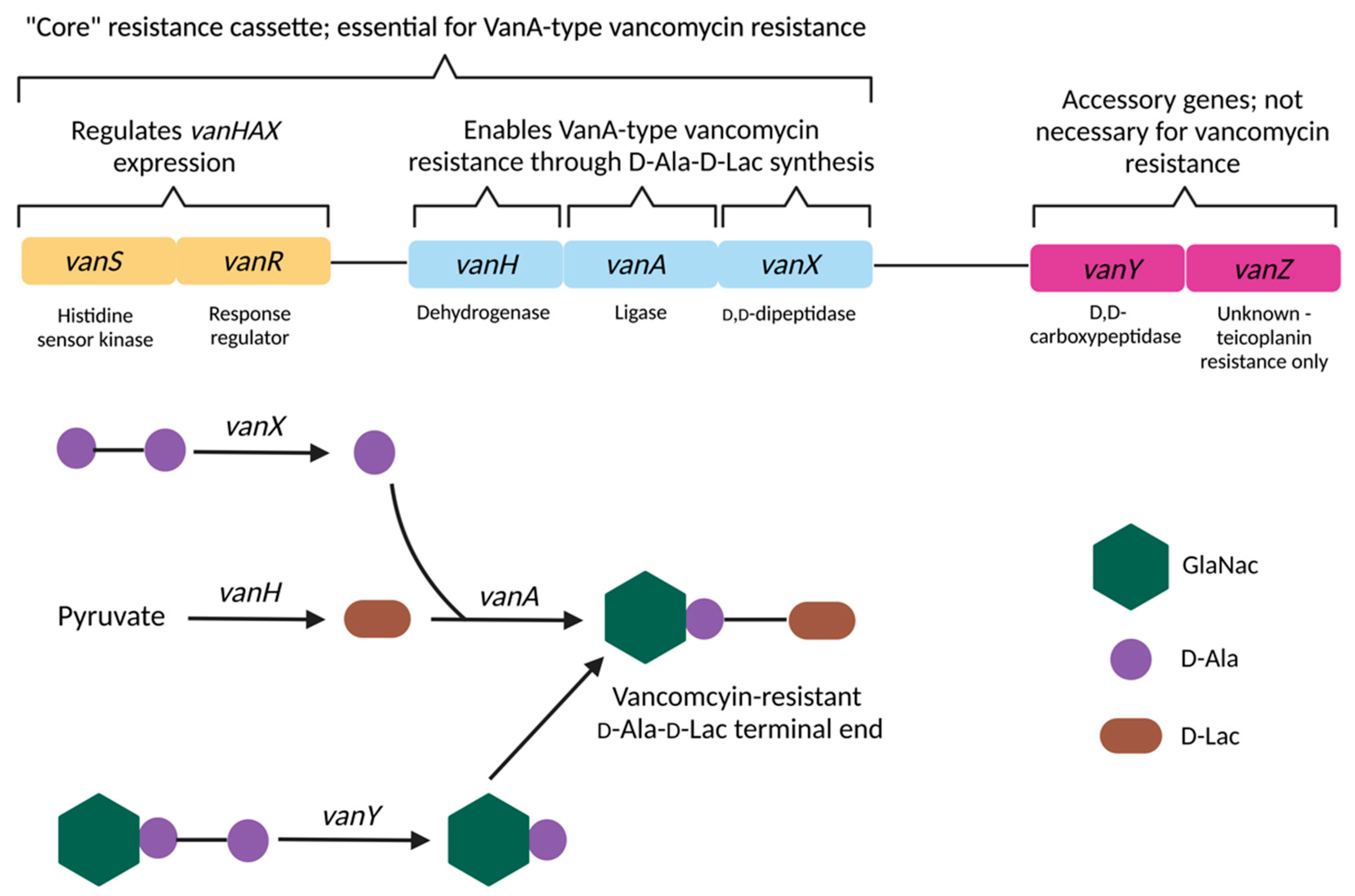 Deniyal Delaune Pron Video - Vancomycin Resistance in Enterococcus and Staphylococcus aureus |  Encyclopedia MDPI