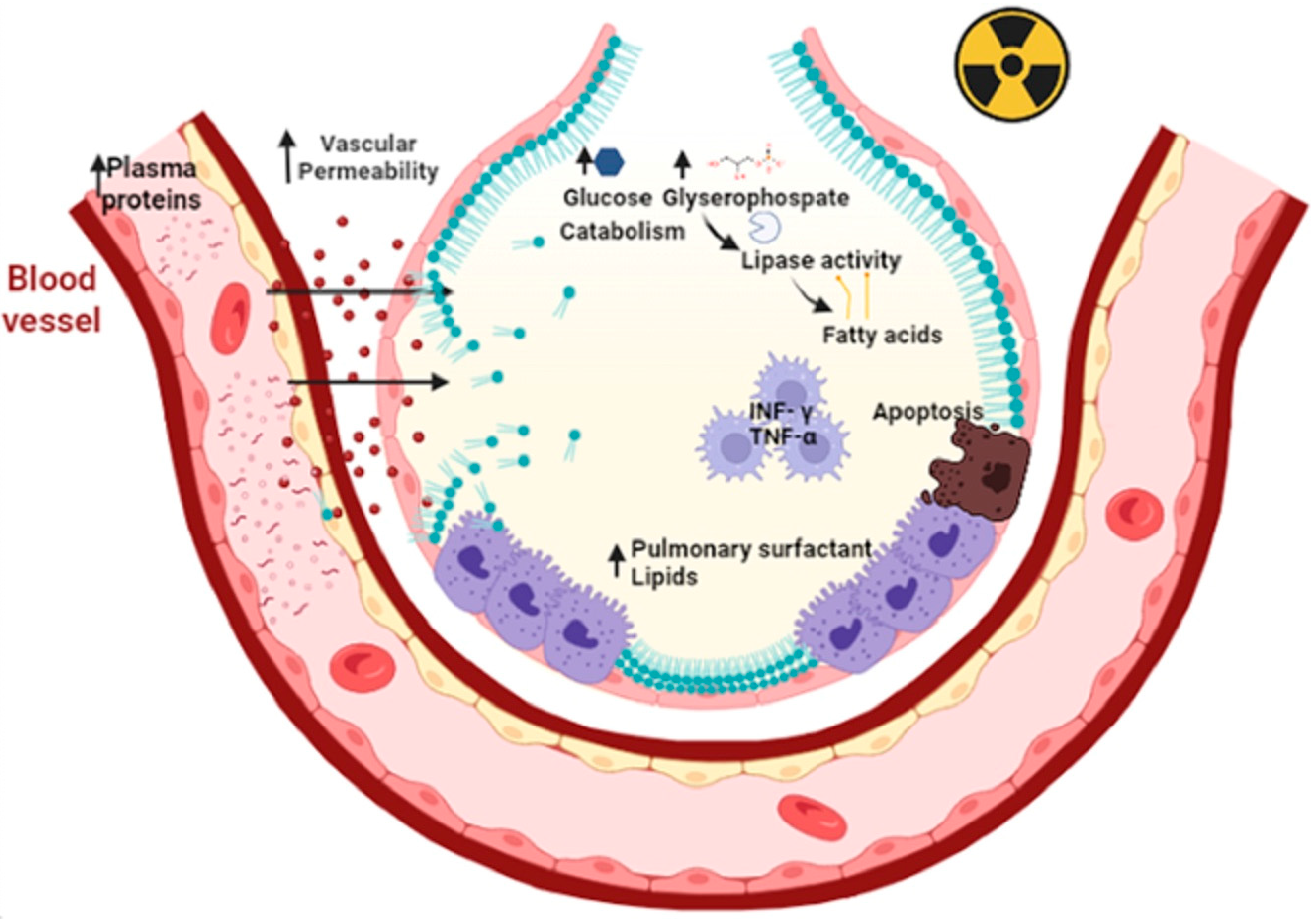 Pulmonary Surfactant Diagram Pulmonary Surfactant Diagram