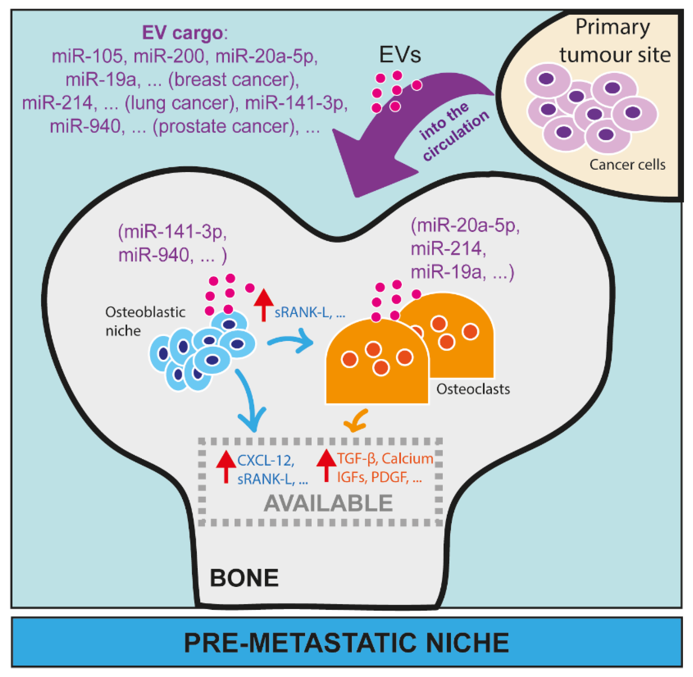 Circulating MiRNAs And SnoRNAs In Bone Metastasis | Encyclopedia MDPI