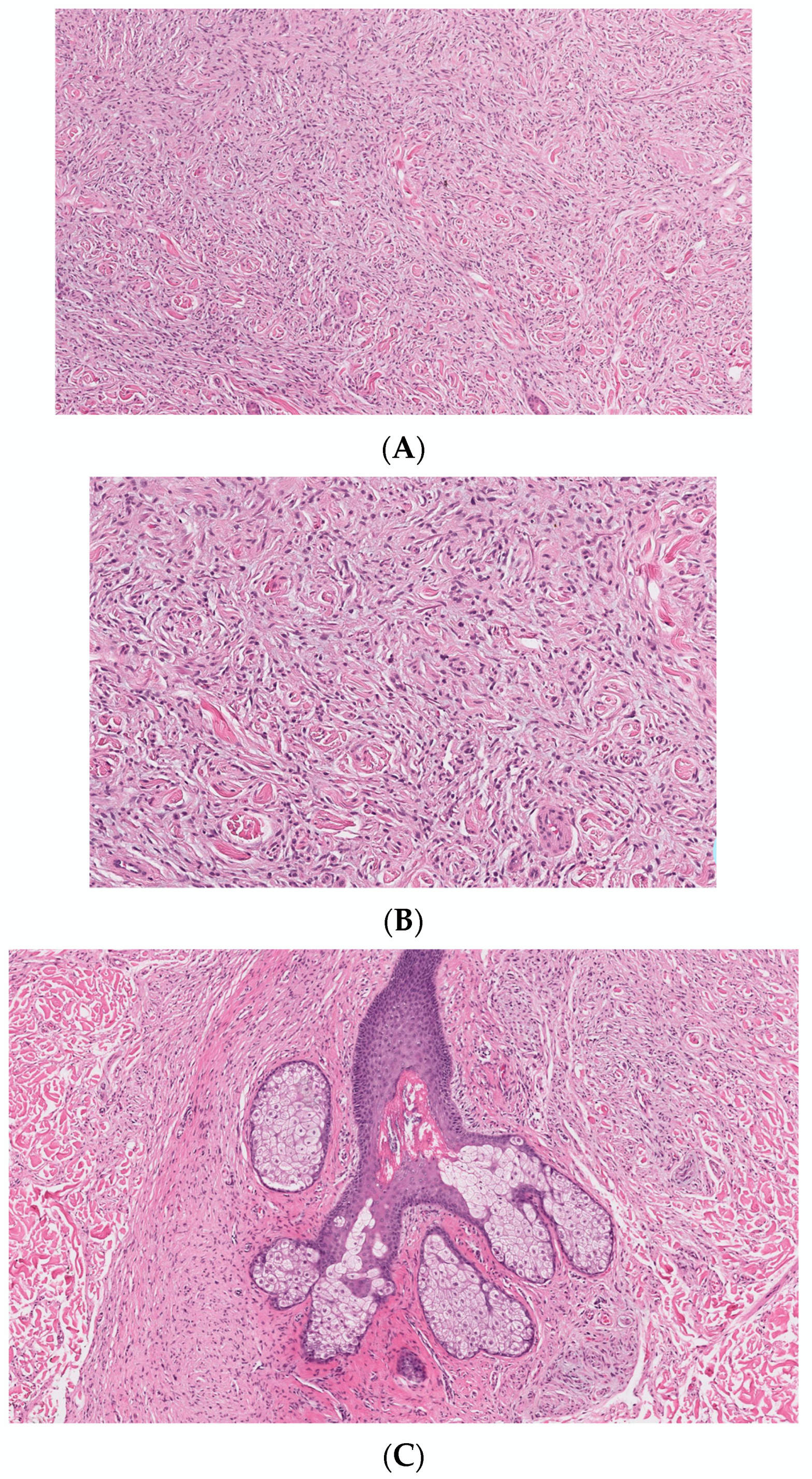 Dermatopathology 10 00001 g001