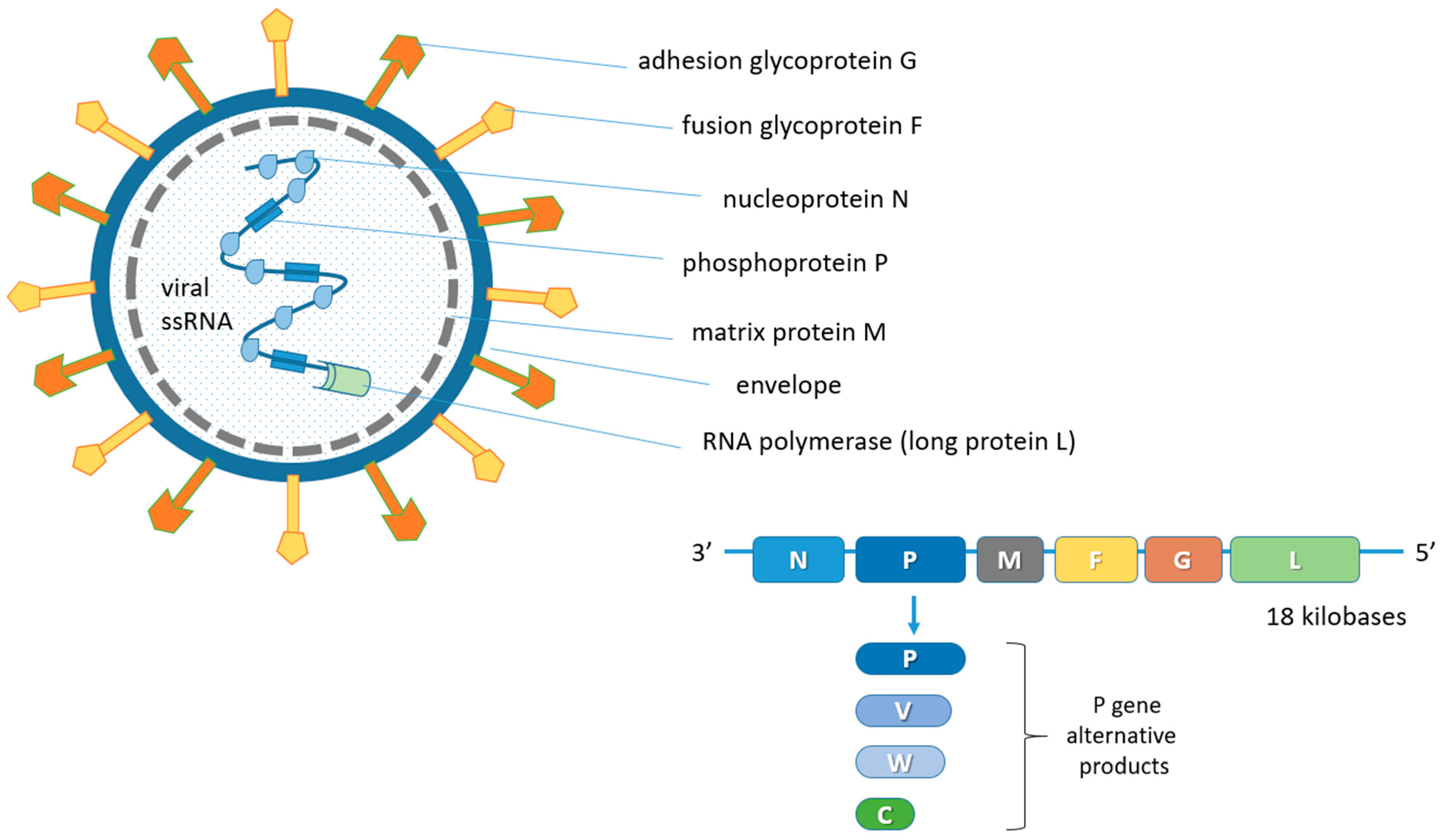 Nipah Virus Disease | Encyclopedia MDPI