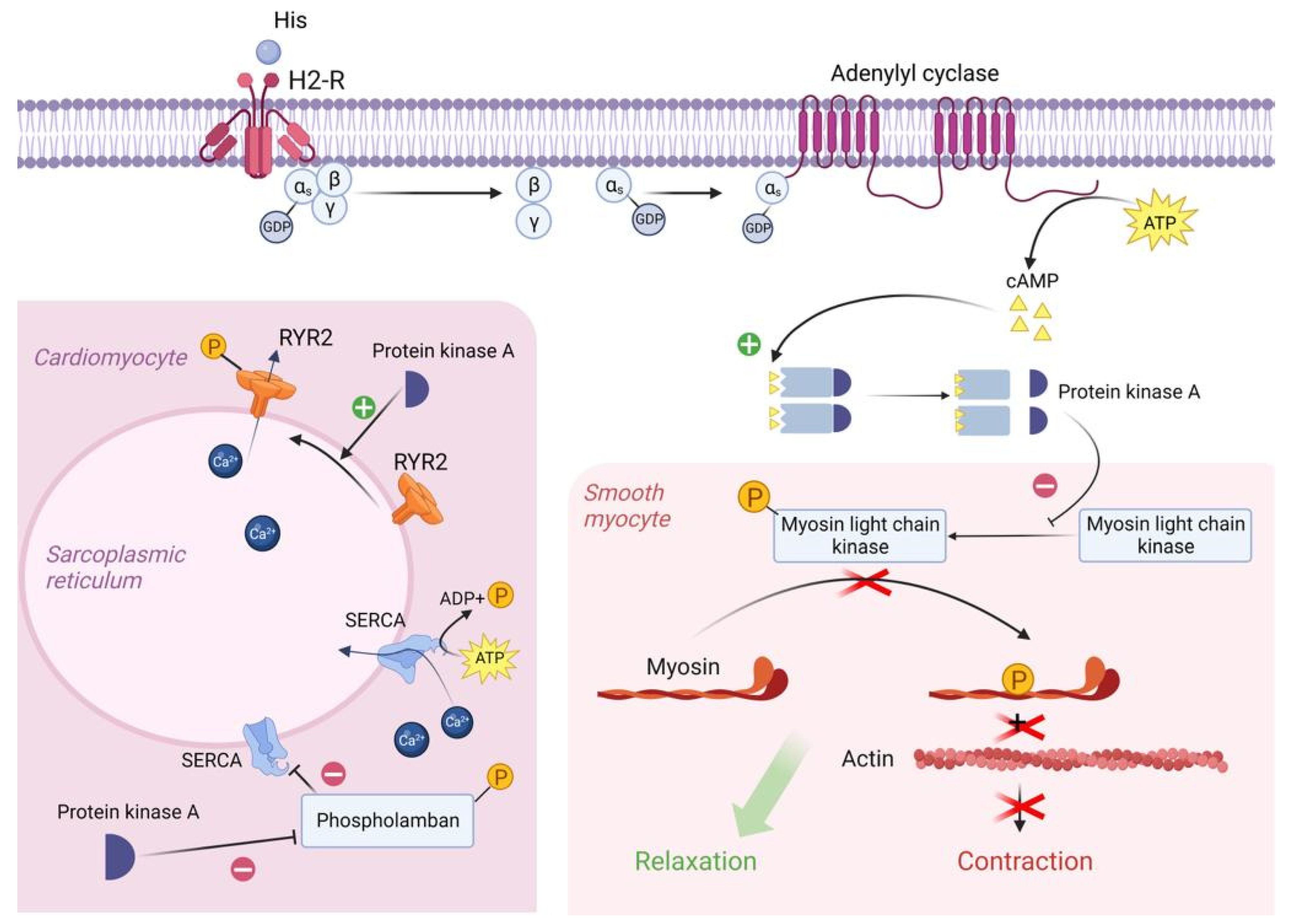 Molecular Mechanisms of Scombroid Food Poisoning