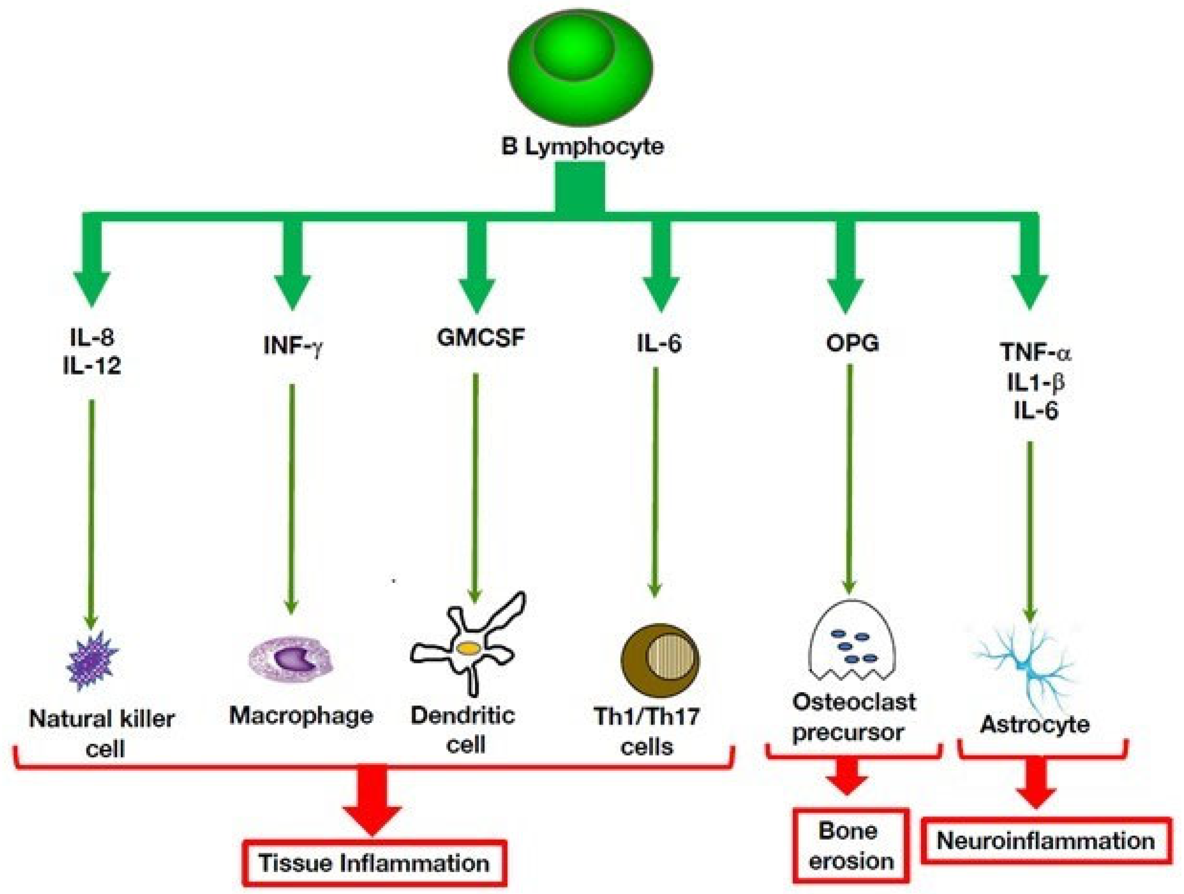 B Cells In Autoinflammatory Disorders | Encyclopedia MDPI