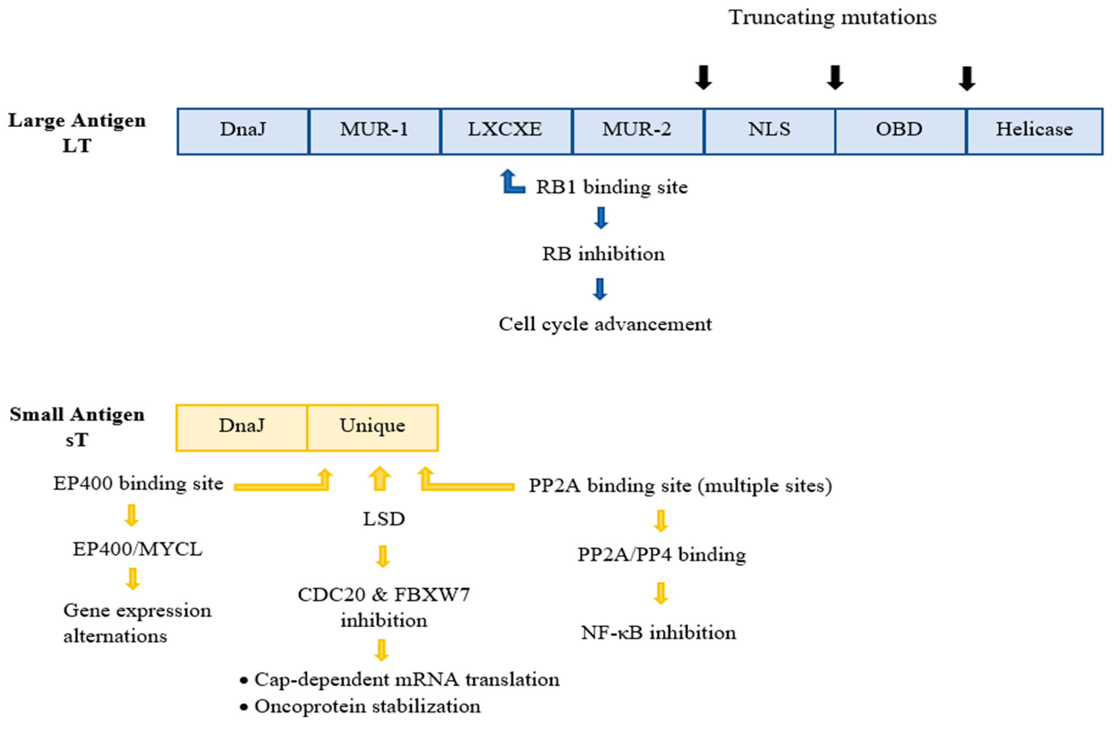 Cancers 14 05548 g002