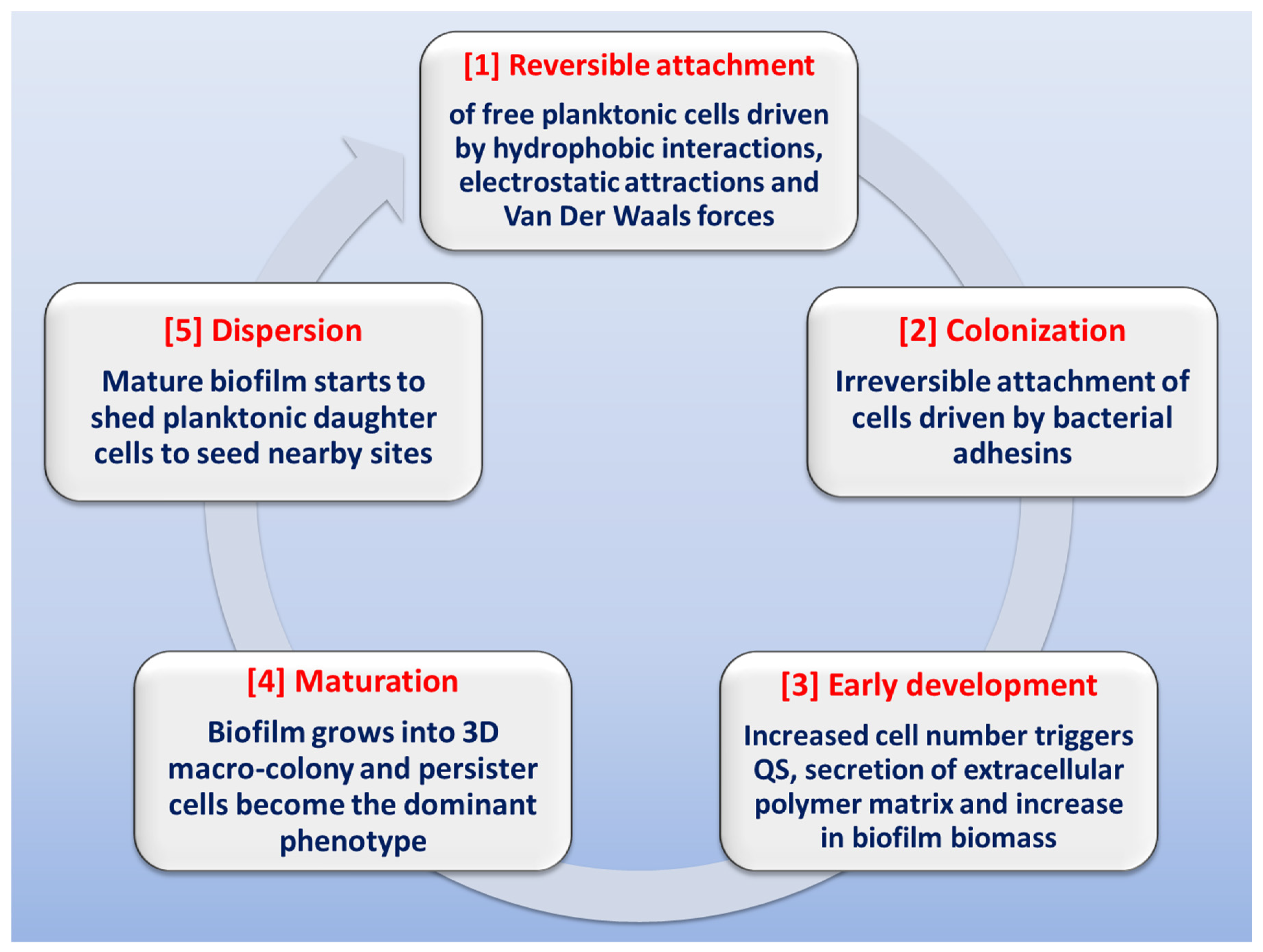 Biofilm Lifestyle In Urinary Tract Infections Encyclopedia Mdpi 