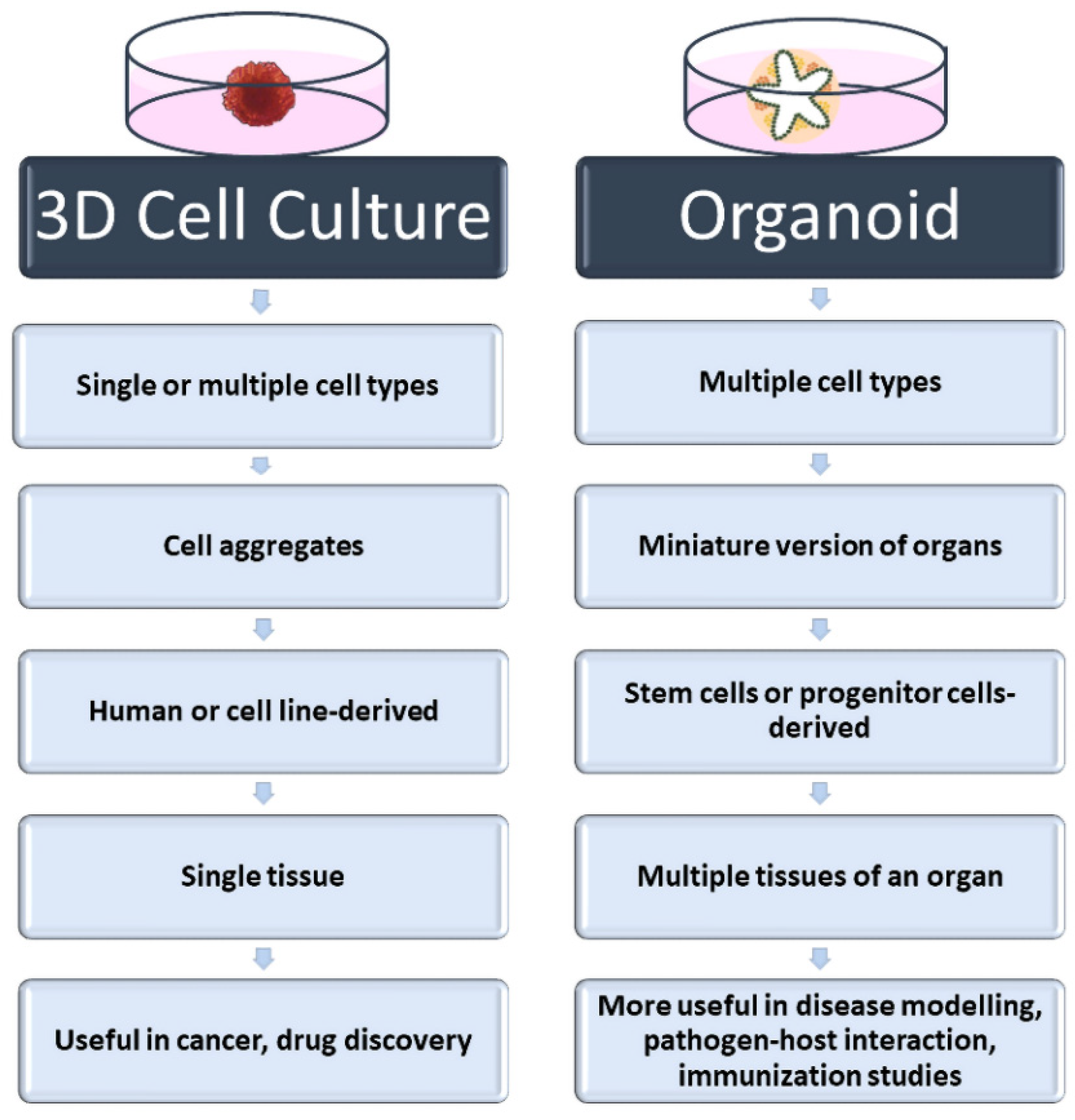 ThreeDimensional Cell Culture Methods Encyclopedia MDPI