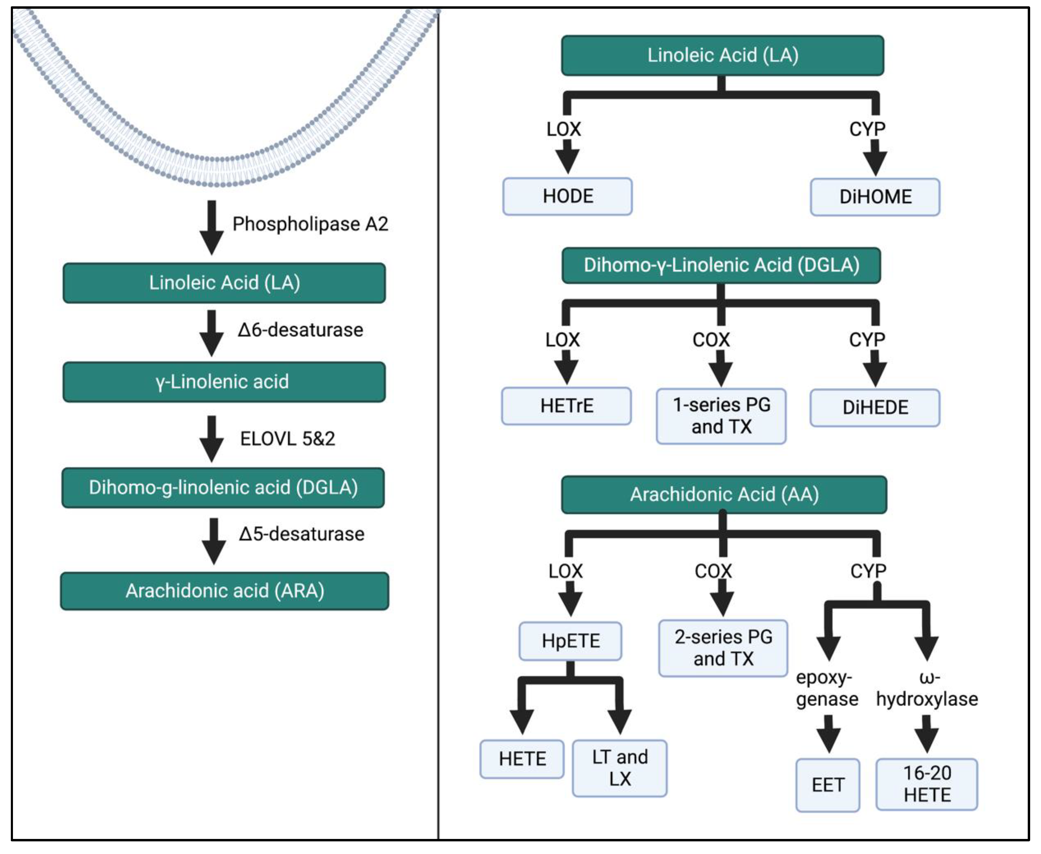 Biomedicines 11 00171 g004