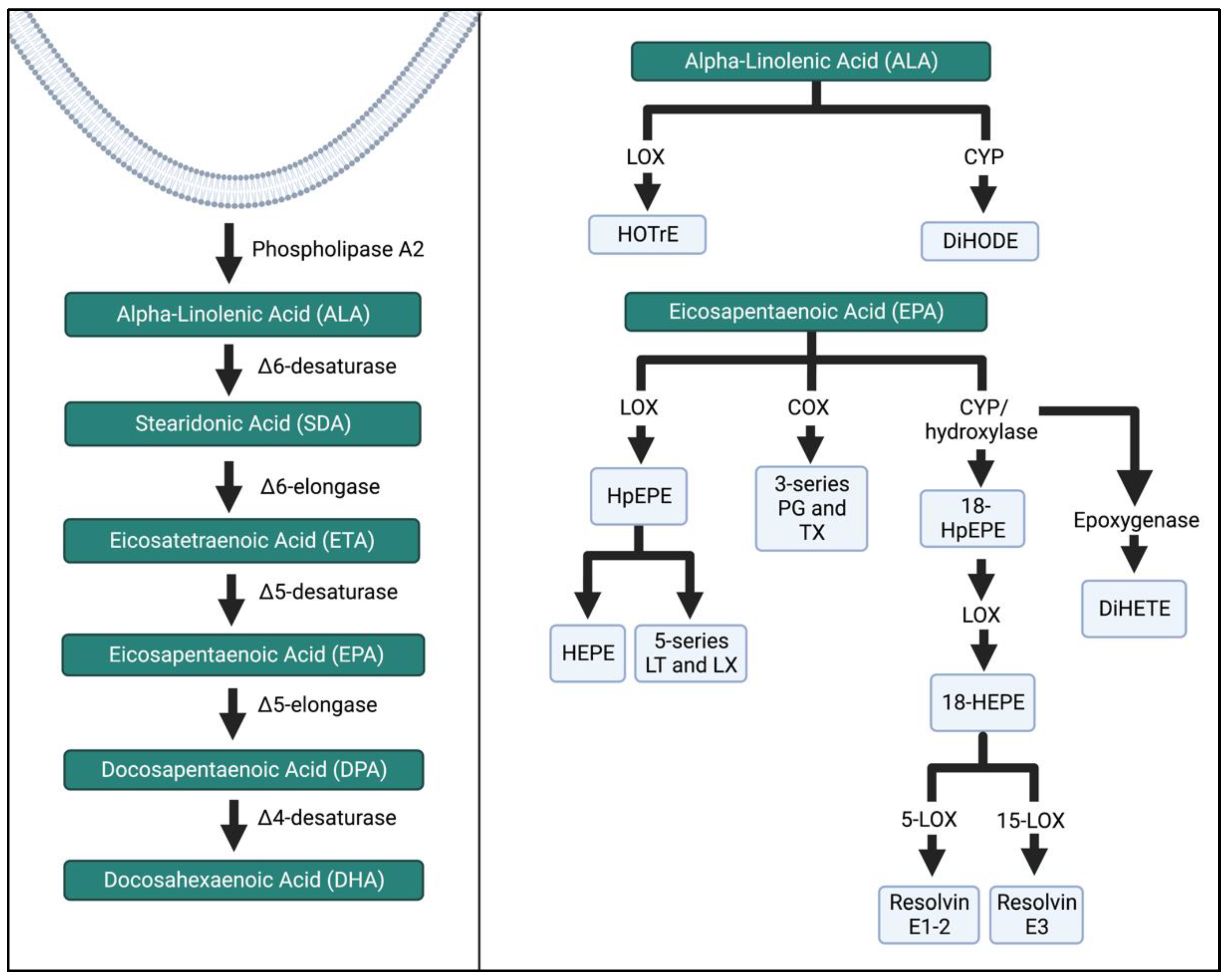 Biomedicines 11 00171 g005